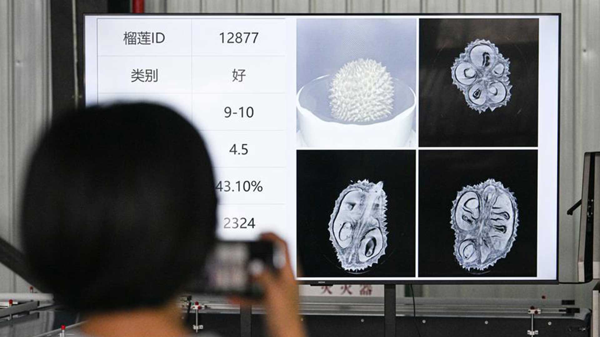 (มีคลิป) ละเอียดทุกลูก! ระบบคัดแยก 'ทุเรียน' พลัง AI เริ่มใช้งานในจีน 1 IMG 6028