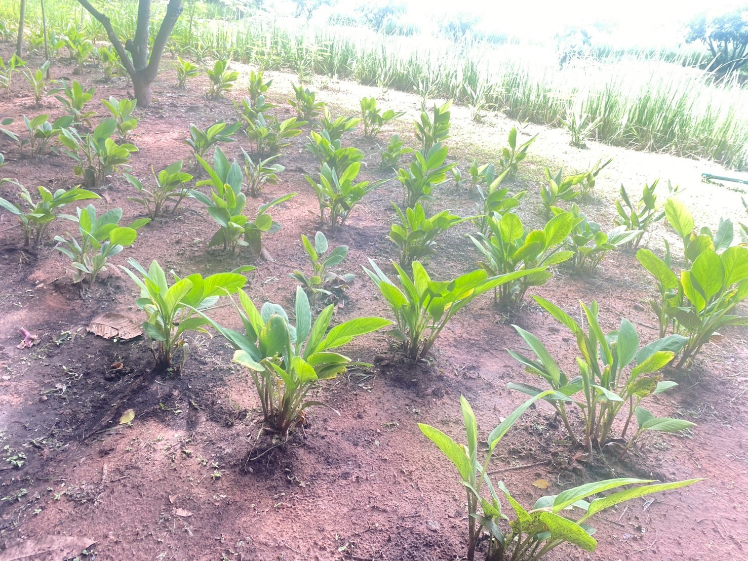 สศก. ติดตามความก้าวหน้าโครงการจัดการความเสื่อมโทรมของที่ดิน ด้วยแนวคิด LDN มุ่งสู่การใช้ที่ดินอย่างยั่งยืน 7 LINE ALBUM Carbon ขอนแก่น 7 8 กค 68 250710 69