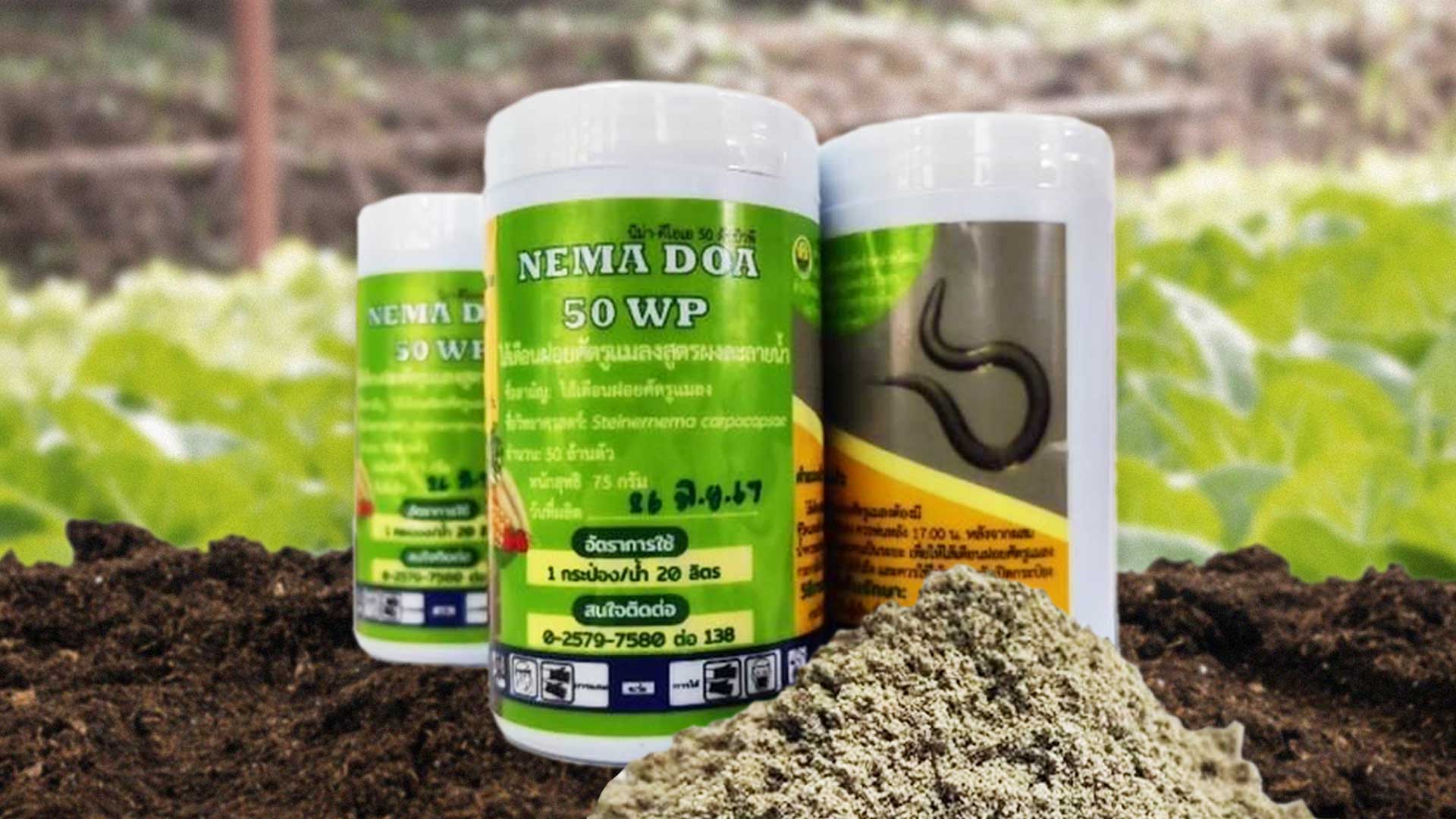 “NEMA DOA 50 WP” ฮีโร่ตัวจิ๋วจากกรมวิชาการเกษตร ปราบศัตรูพืชอย่างปลอดภัย 1 NEMA DOA 50 WP2