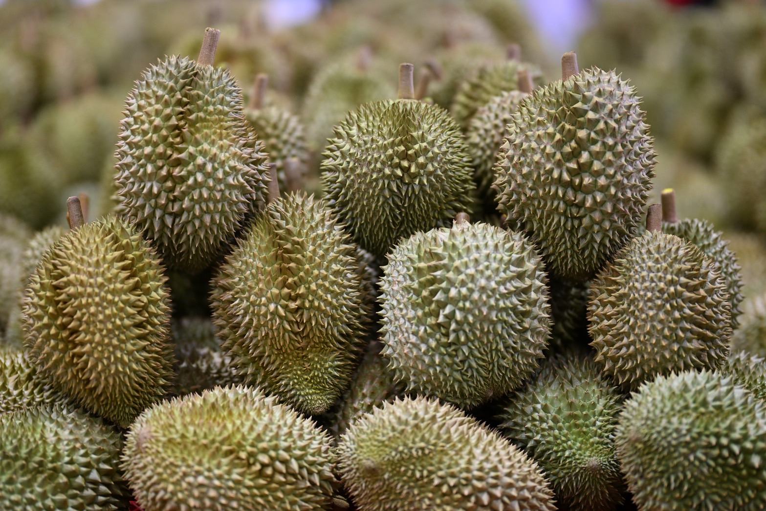 มกอช. ย้ำมาตรฐานใหม่ “ล้งทุเรียน” บังคับใช้ 10 ก.ค.นี้ ต้องขอใบอนุญาตก่อนส่งออก พร้อมอำนวยความสะดวกการส่งออกเพื่อให้เป็นตามมาตรฐานบังคับได้ 7 S 13803531