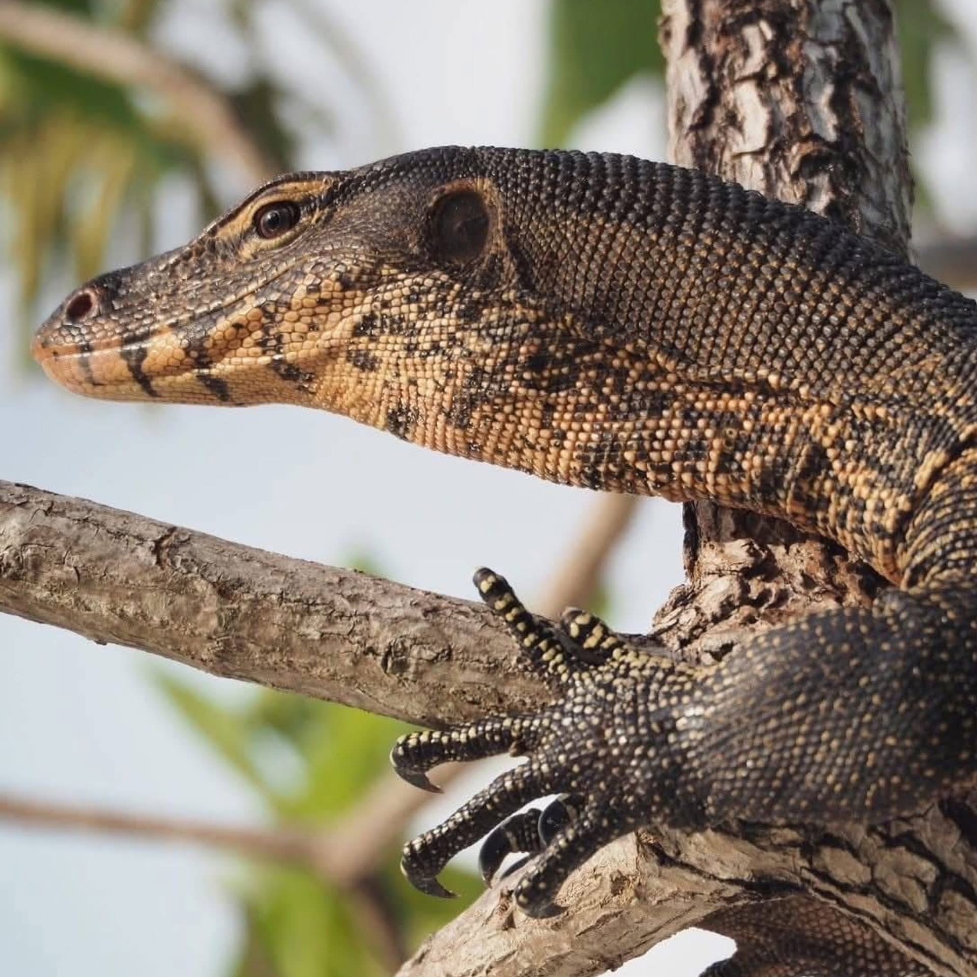 เหี้ยล้นเมือง กรมอุทยานฯอนุญาตเลี้ยงเพื่อเศรษฐกิจ ซื้อพ่อแม่พันธุ์ได้ที่ สถานีเพาะเลี้ยงฯ ตัวละ 500 บาท แต่ไม่ใช่ใครก็เลี้ยงได้ ต้องตรงตามเงื่อนไขที่กำหนดเท่านั้น 2 S 14778377