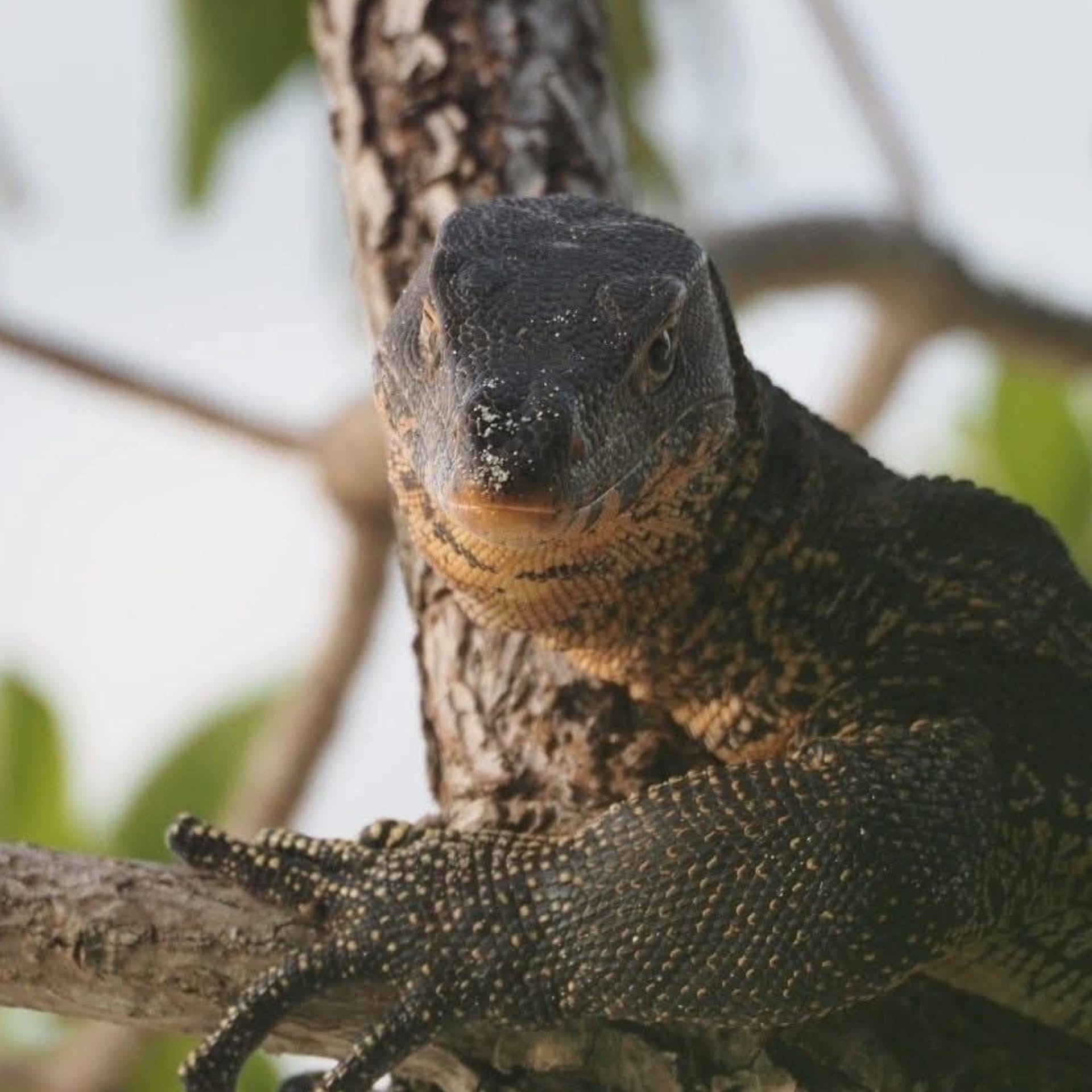 เหี้ยล้นเมือง กรมอุทยานฯอนุญาตเลี้ยงเพื่อเศรษฐกิจ ซื้อพ่อแม่พันธุ์ได้ที่ สถานีเพาะเลี้ยงฯ ตัวละ 500 บาท แต่ไม่ใช่ใครก็เลี้ยงได้ ต้องตรงตามเงื่อนไขที่กำหนดเท่านั้น 3 S 14778378