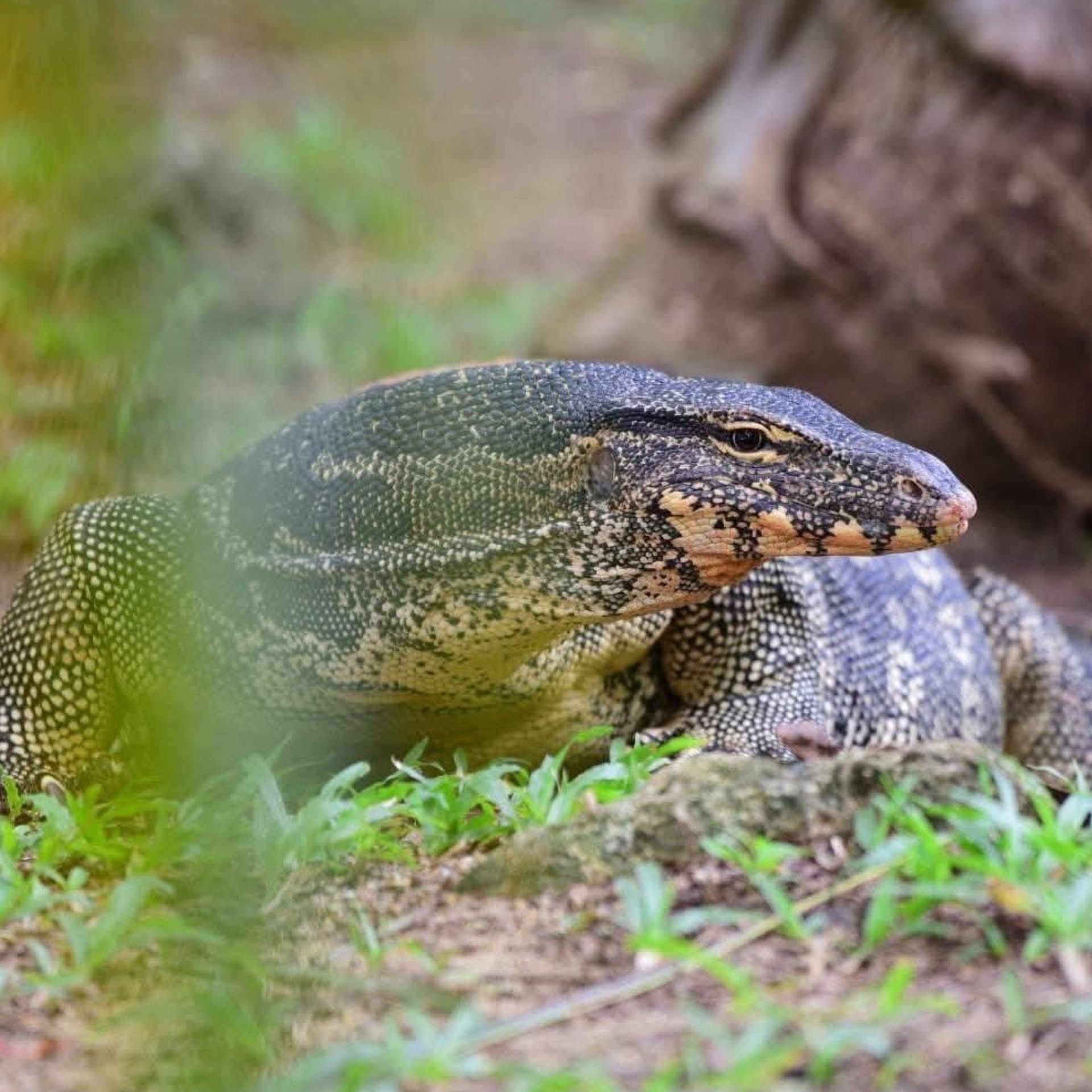 เหี้ยล้นเมือง กรมอุทยานฯอนุญาตเลี้ยงเพื่อเศรษฐกิจ ซื้อพ่อแม่พันธุ์ได้ที่ สถานีเพาะเลี้ยงฯ ตัวละ 500 บาท แต่ไม่ใช่ใครก็เลี้ยงได้ ต้องตรงตามเงื่อนไขที่กำหนดเท่านั้น 4 S 14778379