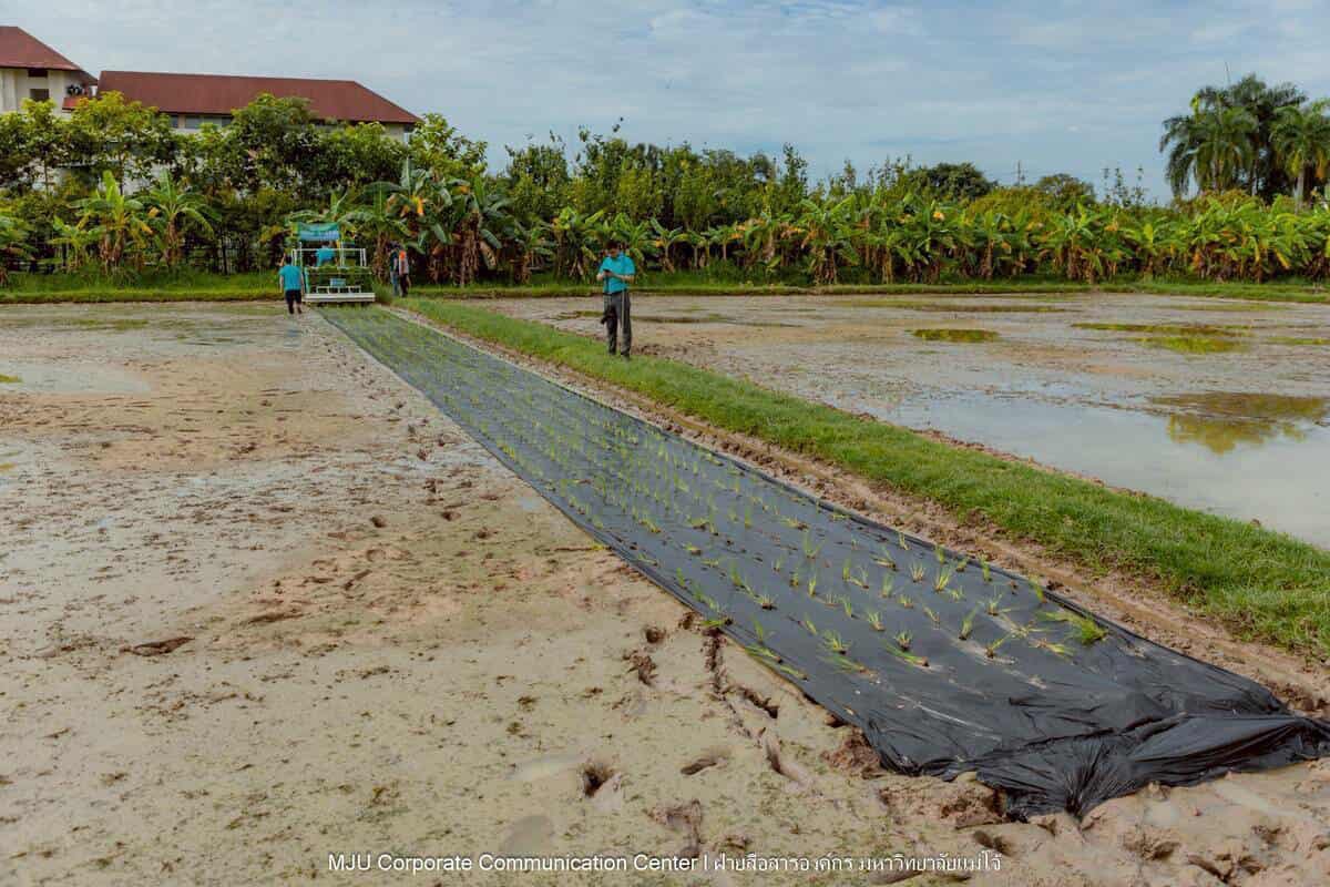 ม.แม่โจ้ ร่วมกับภาคเอกชนจีนทดสอบเทคโนโลยีฟิล์มคลุมดินที่ย่อยสลายได้ทางชีวภาพในการปลูกข้าวอินทรีย์ 5 S 15130690