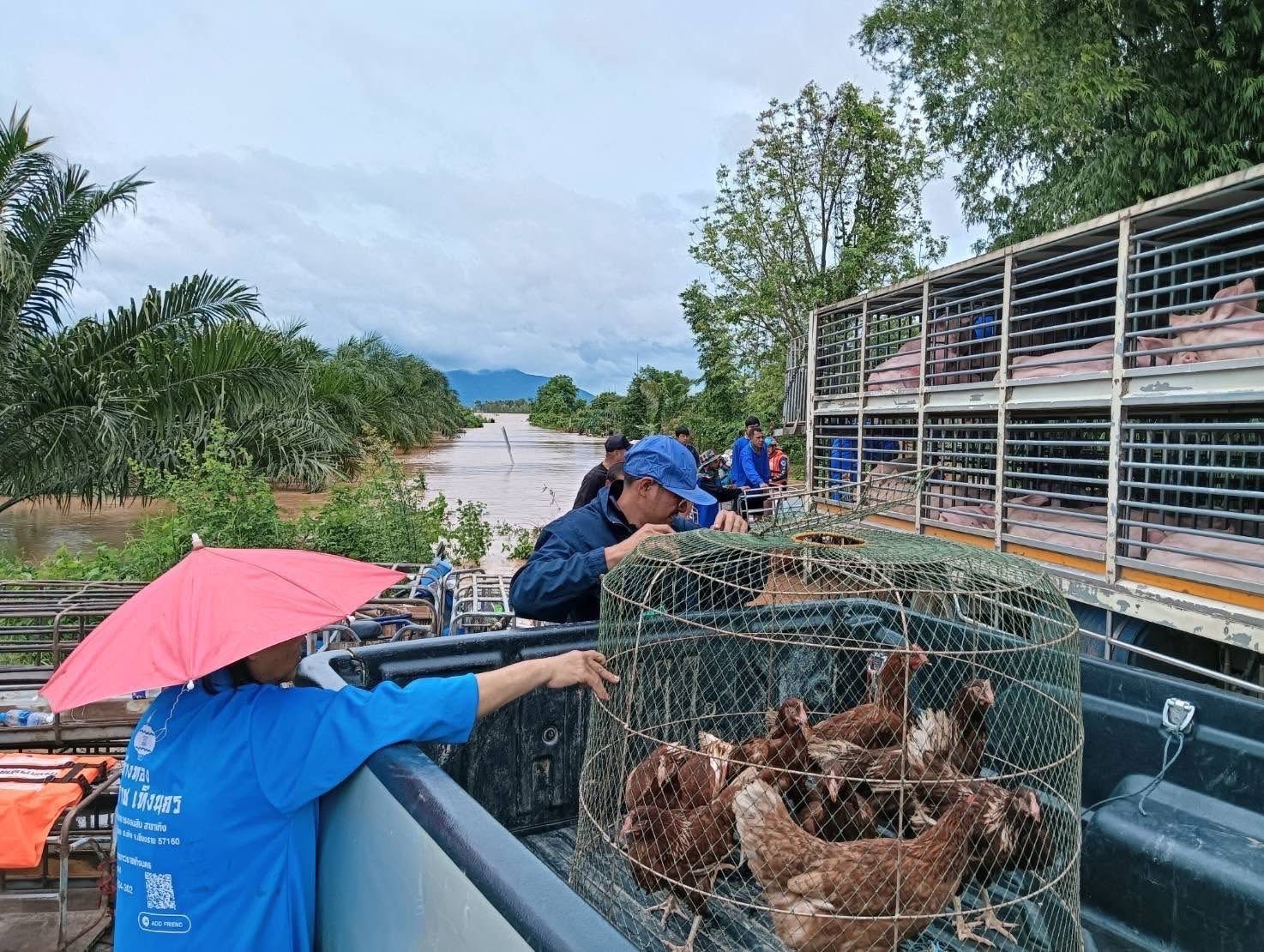 กรมปศุสัตว์ร่วมกับเจ้าหน้าที่เกี่ยวข้องในพื้นที่ เร่งช่วยเหลือเกษตรกรด้านปศุสัตว์ที่ประสบอุทกภัยน้ำท่วม ส่งผลให้ฟาร์มสุกรของเกษตรกรได้รับผลกระทบ เร่งขนย้าย และช่วยเหลือสุกรจำนวน 1,100 ตัว ในพื้นที่ตำบลเวียง อำเภอเทิง จังหวัดเชียงราย 2 S 15458365