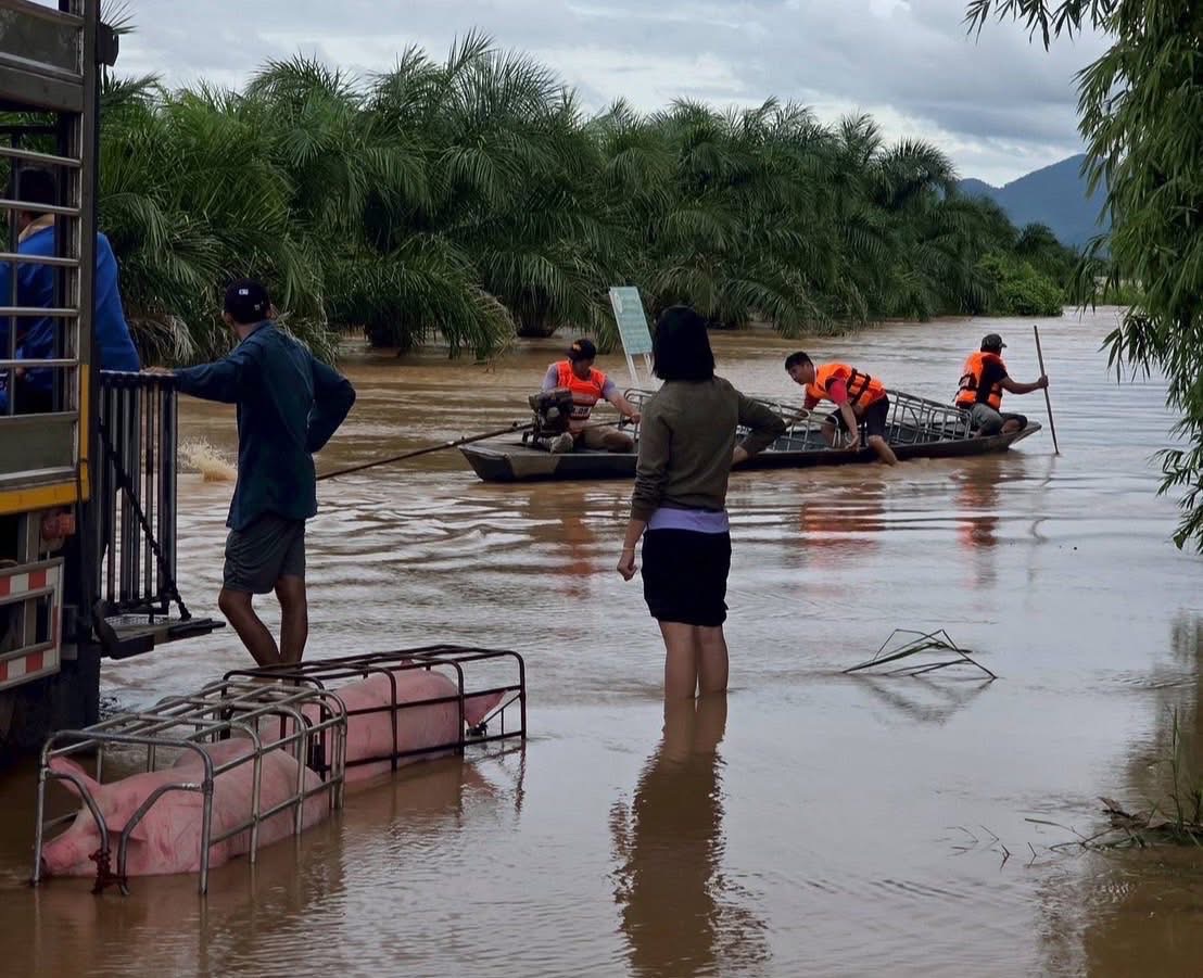 กรมปศุสัตว์ร่วมกับเจ้าหน้าที่เกี่ยวข้องในพื้นที่ เร่งช่วยเหลือเกษตรกรด้านปศุสัตว์ที่ประสบอุทกภัยน้ำท่วม ส่งผลให้ฟาร์มสุกรของเกษตรกรได้รับผลกระทบ เร่งขนย้าย และช่วยเหลือสุกรจำนวน 1,100 ตัว ในพื้นที่ตำบลเวียง อำเภอเทิง จังหวัดเชียงราย 3 S 15458367