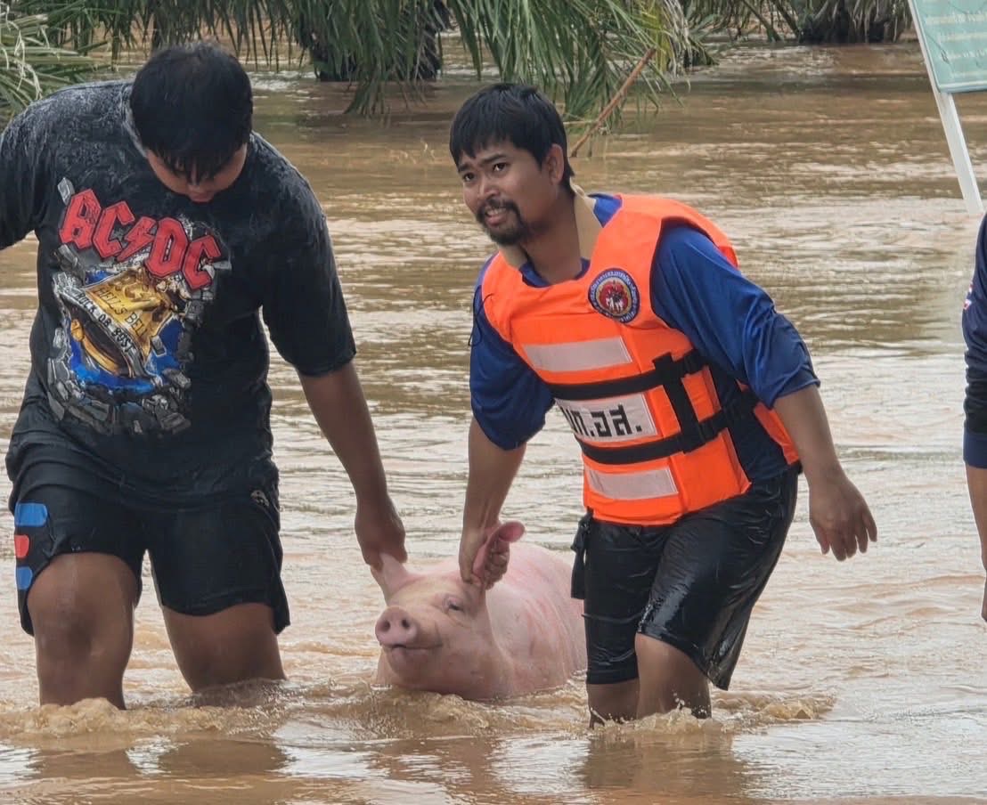 กรมปศุสัตว์ร่วมกับเจ้าหน้าที่เกี่ยวข้องในพื้นที่ เร่งช่วยเหลือเกษตรกรด้านปศุสัตว์ที่ประสบอุทกภัยน้ำท่วม ส่งผลให้ฟาร์มสุกรของเกษตรกรได้รับผลกระทบ เร่งขนย้าย และช่วยเหลือสุกรจำนวน 1,100 ตัว ในพื้นที่ตำบลเวียง อำเภอเทิง จังหวัดเชียงราย 4 S 15458368