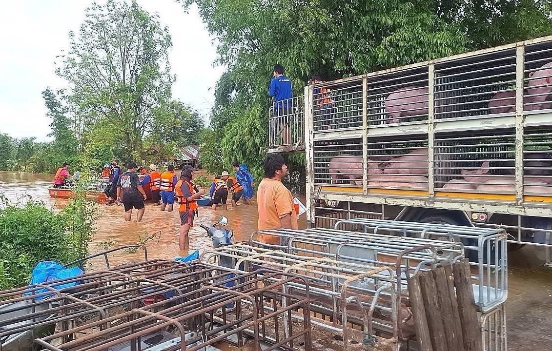 กรมปศุสัตว์ร่วมกับเจ้าหน้าที่เกี่ยวข้องในพื้นที่ เร่งช่วยเหลือเกษตรกรด้านปศุสัตว์ที่ประสบอุทกภัยน้ำท่วม ส่งผลให้ฟาร์มสุกรของเกษตรกรได้รับผลกระทบ เร่งขนย้าย และช่วยเหลือสุกรจำนวน 1,100 ตัว ในพื้นที่ตำบลเวียง อำเภอเทิง จังหวัดเชียงราย 5 S 15458369