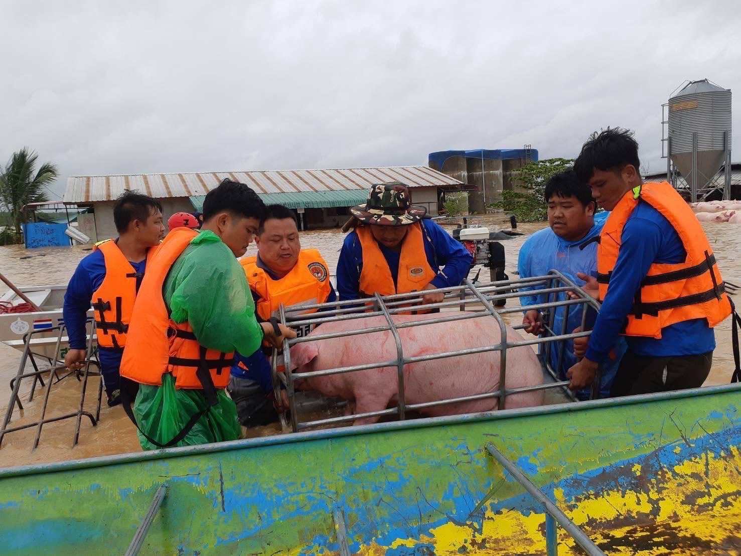 กรมปศุสัตว์ร่วมกับเจ้าหน้าที่เกี่ยวข้องในพื้นที่ เร่งช่วยเหลือเกษตรกรด้านปศุสัตว์ที่ประสบอุทกภัยน้ำท่วม ส่งผลให้ฟาร์มสุกรของเกษตรกรได้รับผลกระทบ เร่งขนย้าย และช่วยเหลือสุกรจำนวน 1,100 ตัว ในพื้นที่ตำบลเวียง อำเภอเทิง จังหวัดเชียงราย 6 S 15458370