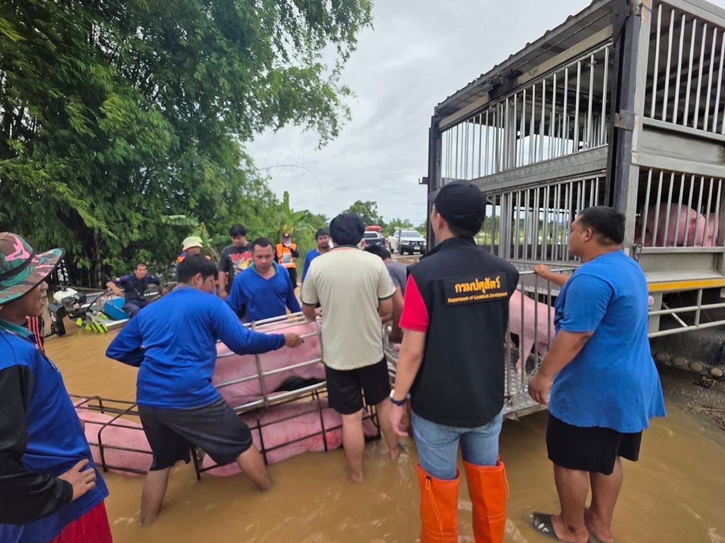 กรมปศุสัตว์ร่วมกับเจ้าหน้าที่เกี่ยวข้องในพื้นที่ เร่งช่วยเหลือเกษตรกรด้านปศุสัตว์ที่ประสบอุทกภัยน้ำท่วม ส่งผลให้ฟาร์มสุกรของเกษตรกรได้รับผลกระทบ เร่งขนย้าย และช่วยเหลือสุกรจำนวน 1,100 ตัว ในพื้นที่ตำบลเวียง อำเภอเทิง จังหวัดเชียงราย 7 S 15458371
