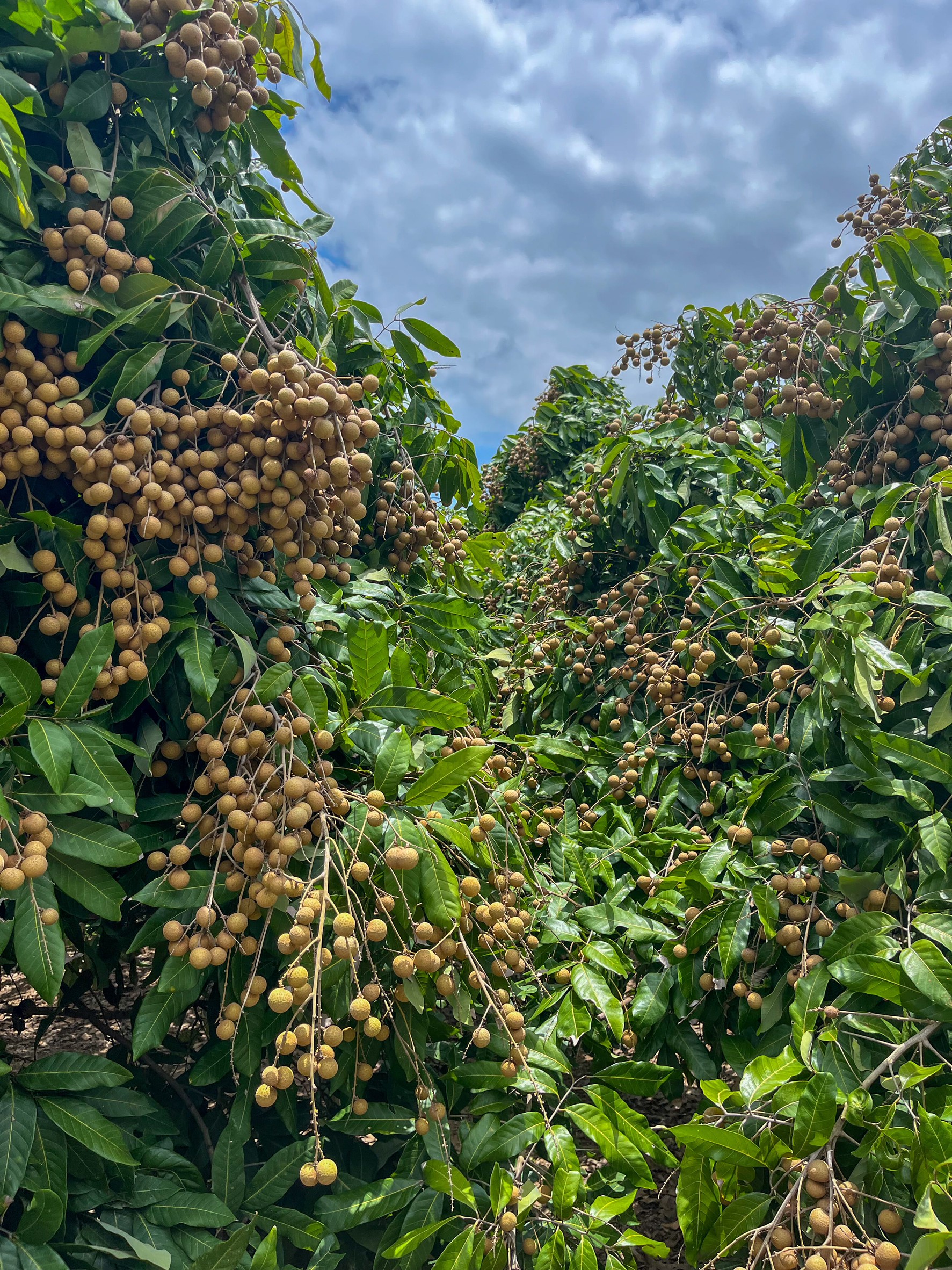 ภาพรวมลำไย 8 จังหวัด ภาคเหนือ ปี 68 ผลผลิตรวม 1.06 ล้านตัน เพิ่มขึ้น 12% ลำไยในฤดูเริ่มออกตลาดแล้ว สศท.1 เชิญชวนบริโภคลำไยคุณภาพ 5 S 20791409 0