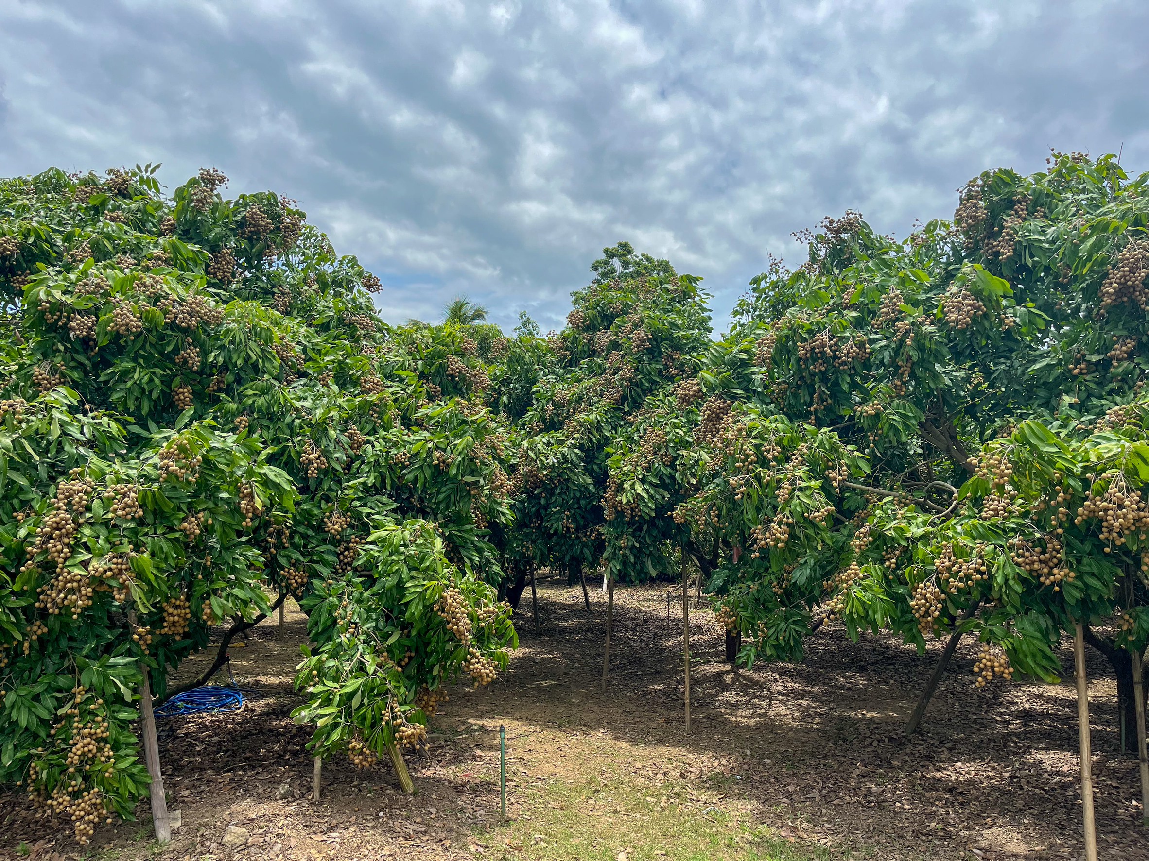 ภาพรวมลำไย 8 จังหวัด ภาคเหนือ ปี 68 ผลผลิตรวม 1.06 ล้านตัน เพิ่มขึ้น 12% ลำไยในฤดูเริ่มออกตลาดแล้ว สศท.1 เชิญชวนบริโภคลำไยคุณภาพ 7 S 20791411 0