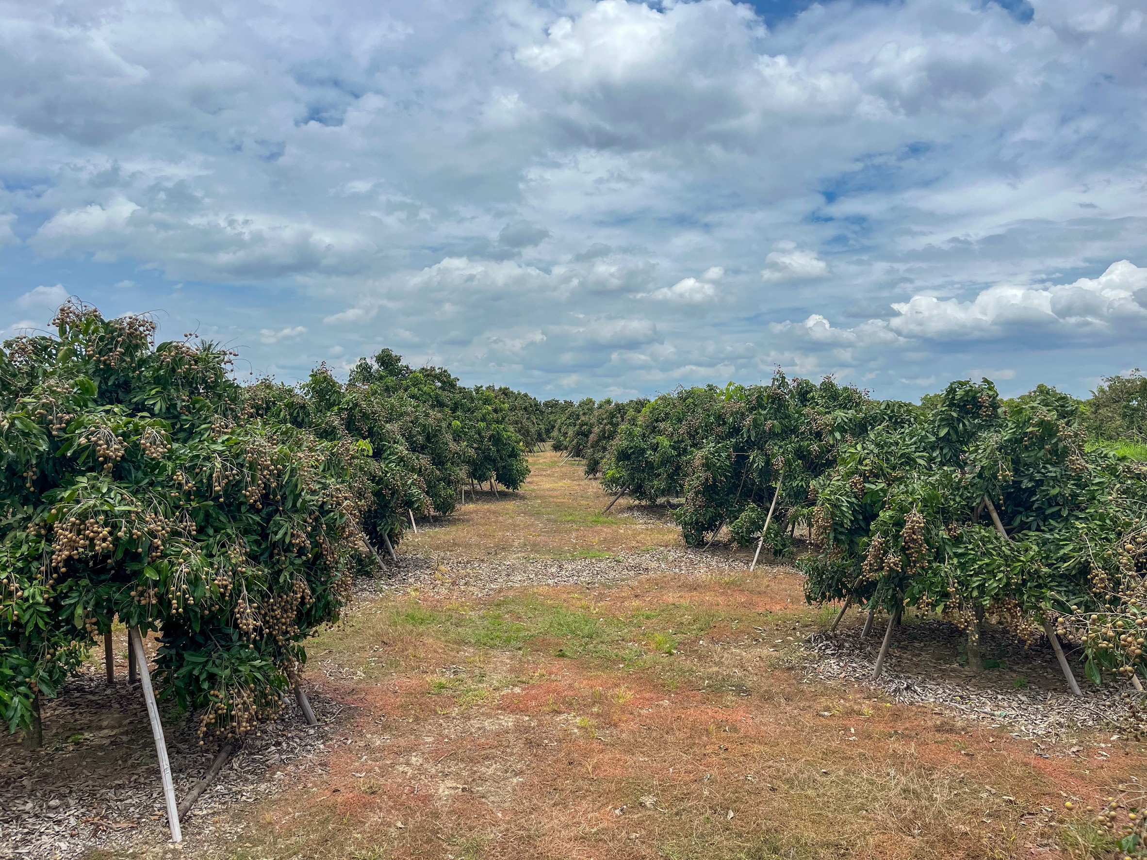 ภาพรวมลำไย 8 จังหวัด ภาคเหนือ ปี 68 ผลผลิตรวม 1.06 ล้านตัน เพิ่มขึ้น 12% ลำไยในฤดูเริ่มออกตลาดแล้ว สศท.1 เชิญชวนบริโภคลำไยคุณภาพ 3 S 20791416 0