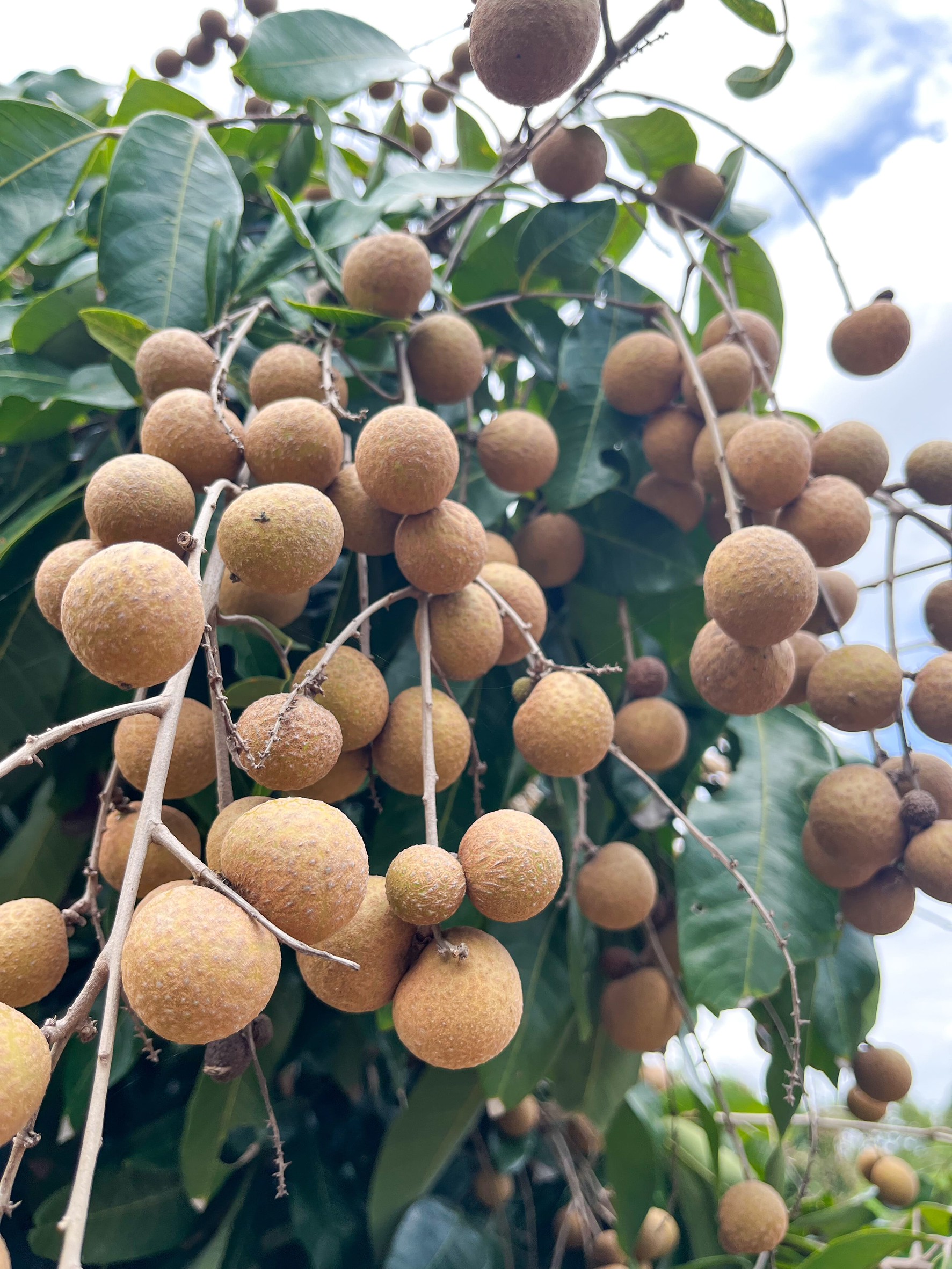 ภาพรวมลำไย 8 จังหวัด ภาคเหนือ ปี 68 ผลผลิตรวม 1.06 ล้านตัน เพิ่มขึ้น 12% ลำไยในฤดูเริ่มออกตลาดแล้ว สศท.1 เชิญชวนบริโภคลำไยคุณภาพ 4 S 20791419