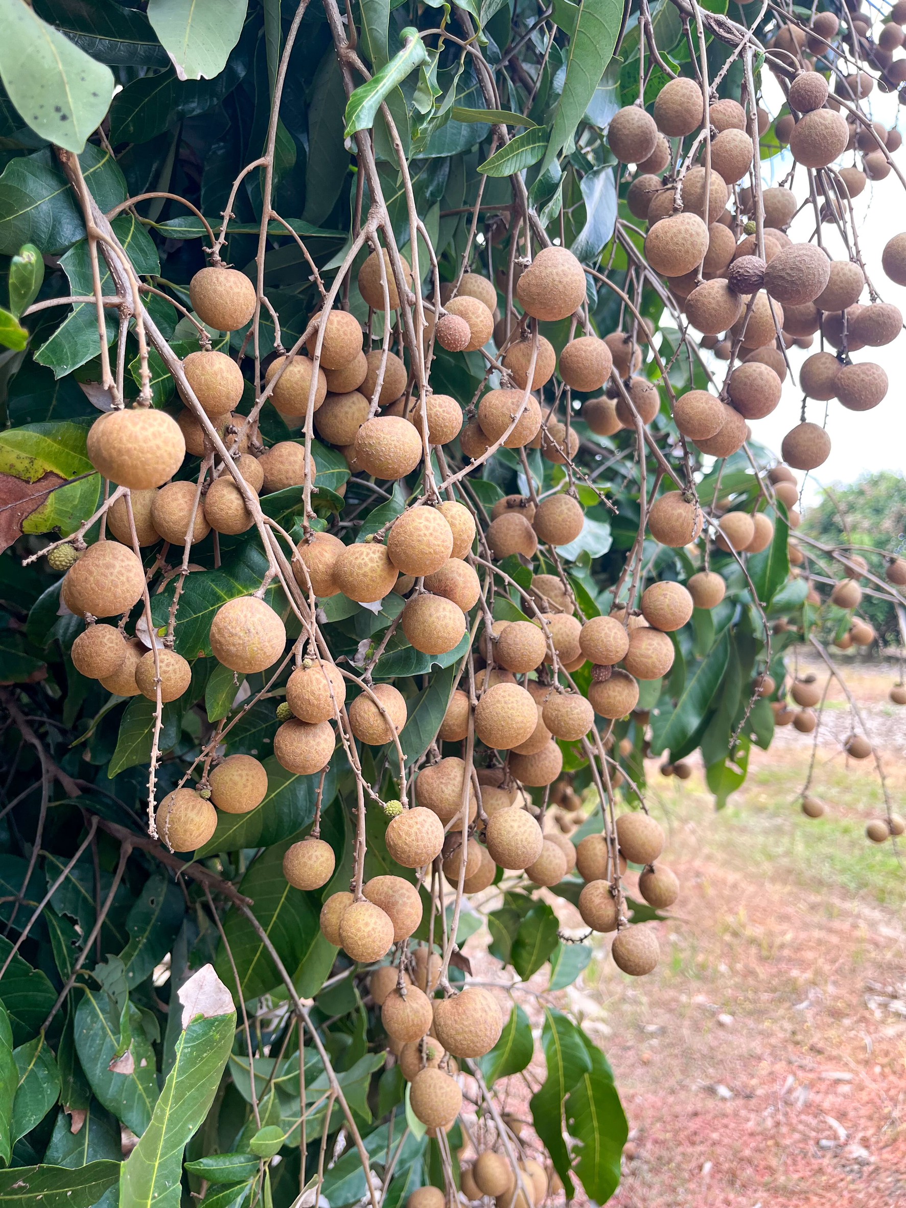 ภาพรวมลำไย 8 จังหวัด ภาคเหนือ ปี 68 ผลผลิตรวม 1.06 ล้านตัน เพิ่มขึ้น 12% ลำไยในฤดูเริ่มออกตลาดแล้ว สศท.1 เชิญชวนบริโภคลำไยคุณภาพ 6 S 20791421