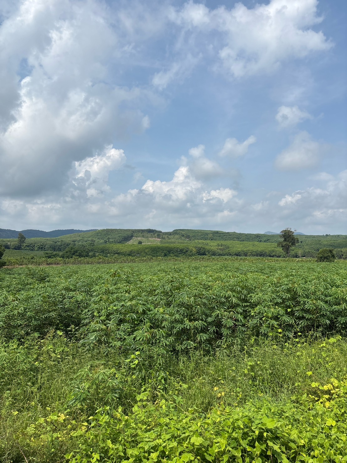 สศก. ถอดบทเรียนปัญหาพื้นที่เพาะปลูกทับซ้อน เตรียมใช้ Machine Learning หนุนการจัดทำแผนที่เกษตรกรรม 9 S 2080772 0 0