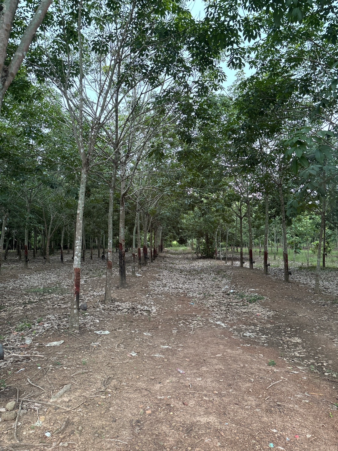 สศก. ถอดบทเรียนปัญหาพื้นที่เพาะปลูกทับซ้อน เตรียมใช้ Machine Learning หนุนการจัดทำแผนที่เกษตรกรรม 10 S 2080777 0 0