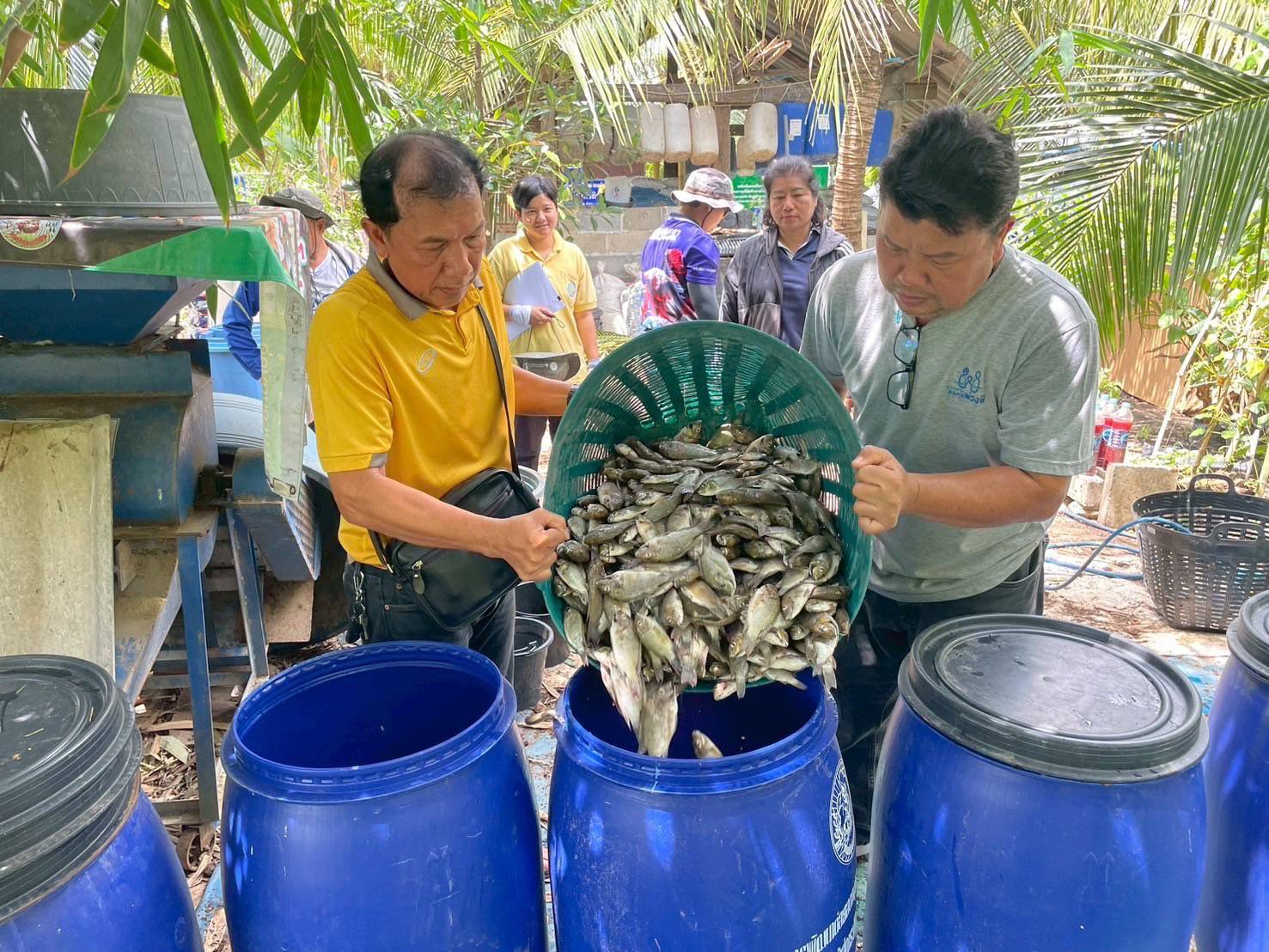 กรมพัฒนาที่ดิน เผยผลสำเร็จ “น้ำหมักชีวภาพสูตรปลาหมอคางดำ” ทำเกษตรกรยิ้ม ผลผลิตพุ่ง ลดต้นทุน เพิ่มรายได้ 4 S 22257818