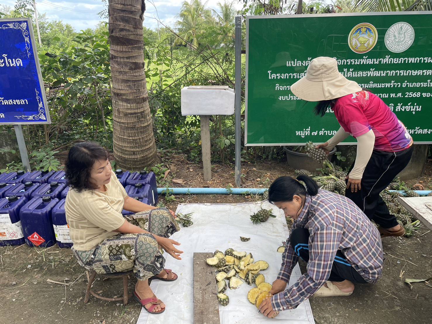 กรมพัฒนาที่ดิน เผยผลสำเร็จ “น้ำหมักชีวภาพสูตรปลาหมอคางดำ” ทำเกษตรกรยิ้ม ผลผลิตพุ่ง ลดต้นทุน เพิ่มรายได้ 5 S 22257821