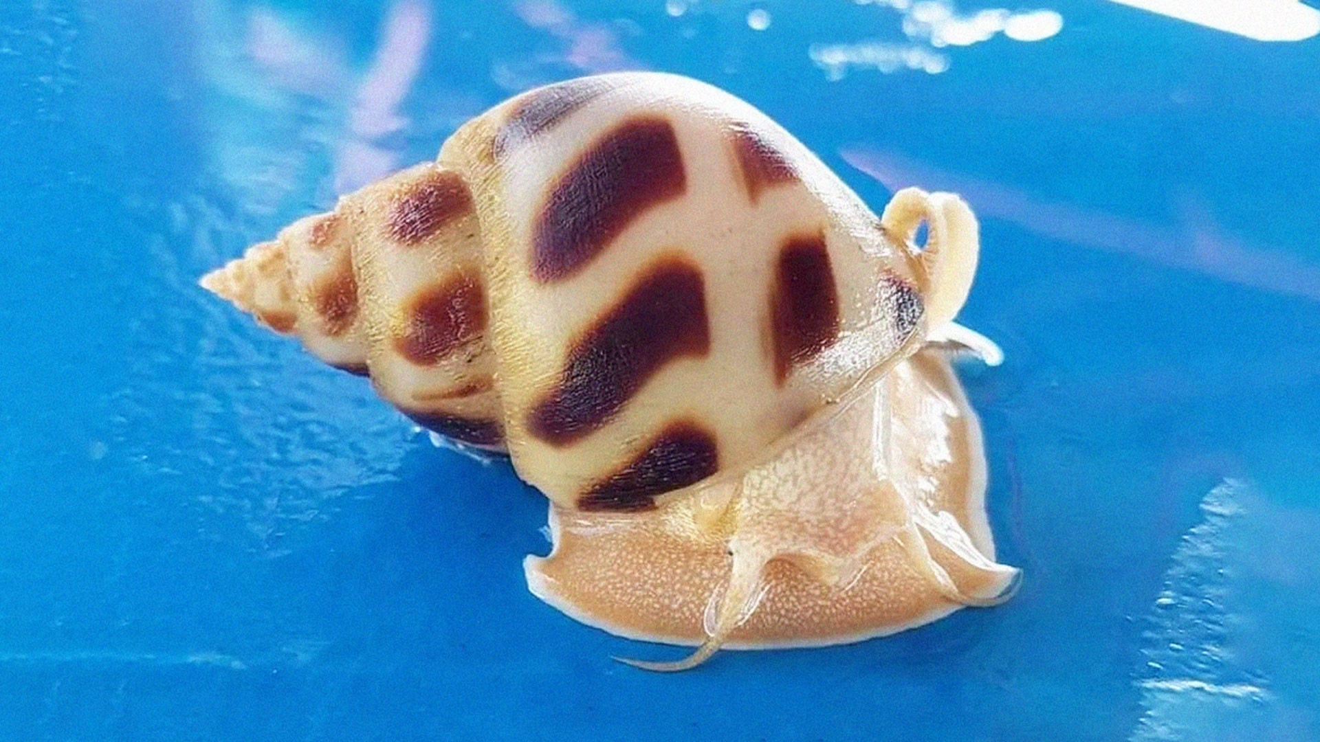 หอยหวาน ลวดลายสวย รสชาติดี ตลาดต้องการสูงมาก 1 S 24969465แก