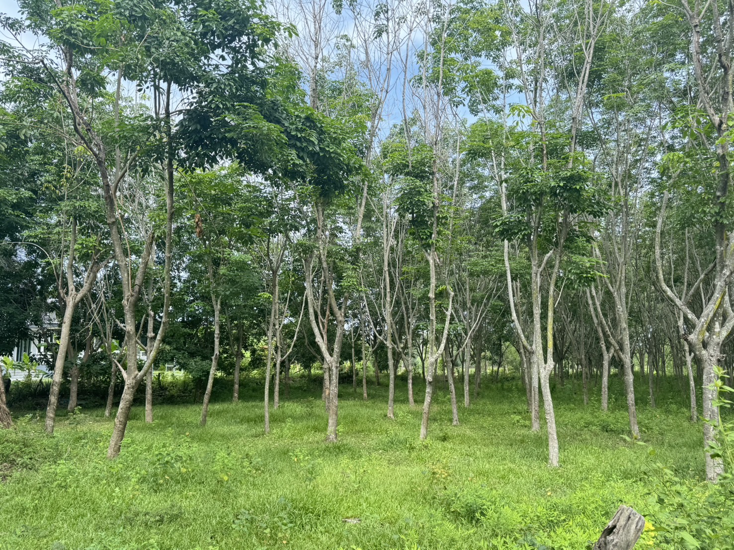 สศก. ถอดบทเรียนปัญหาพื้นที่เพาะปลูกทับซ้อน เตรียมใช้ Machine Learning หนุนการจัดทำแผนที่เกษตรกรรม 12 S 30974039 0