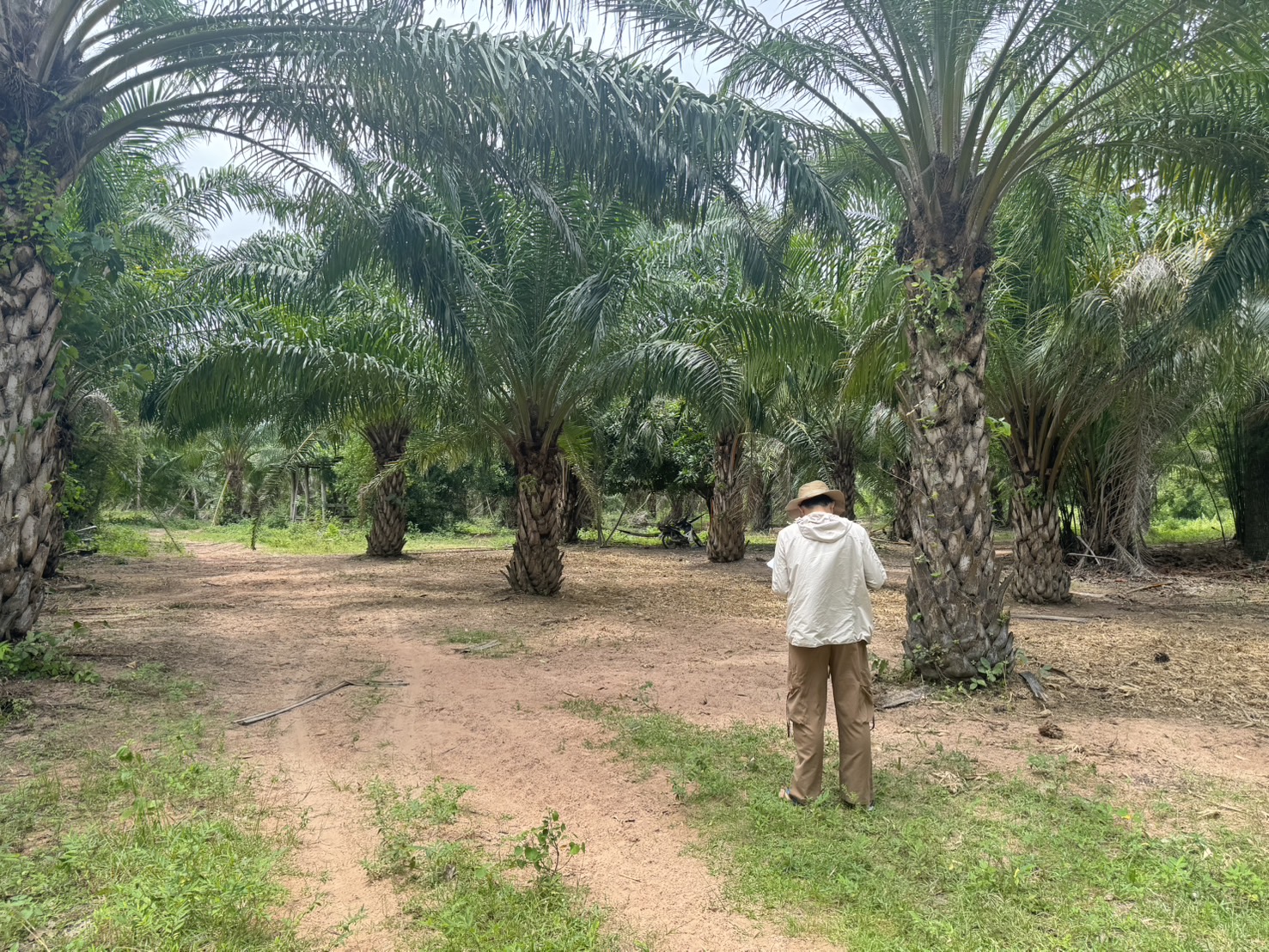 สศก. ถอดบทเรียนปัญหาพื้นที่เพาะปลูกทับซ้อน เตรียมใช้ Machine Learning หนุนการจัดทำแผนที่เกษตรกรรม 13 S 31039491 0