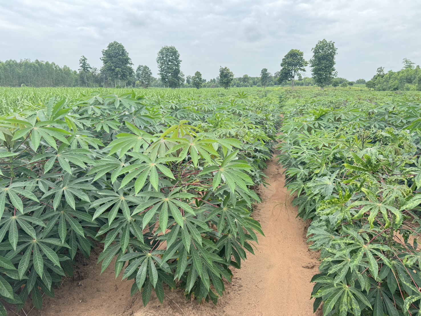 สศก. ถอดบทเรียนปัญหาพื้นที่เพาะปลูกทับซ้อน เตรียมใช้ Machine Learning หนุนการจัดทำแผนที่เกษตรกรรม 14 S 31129608 0