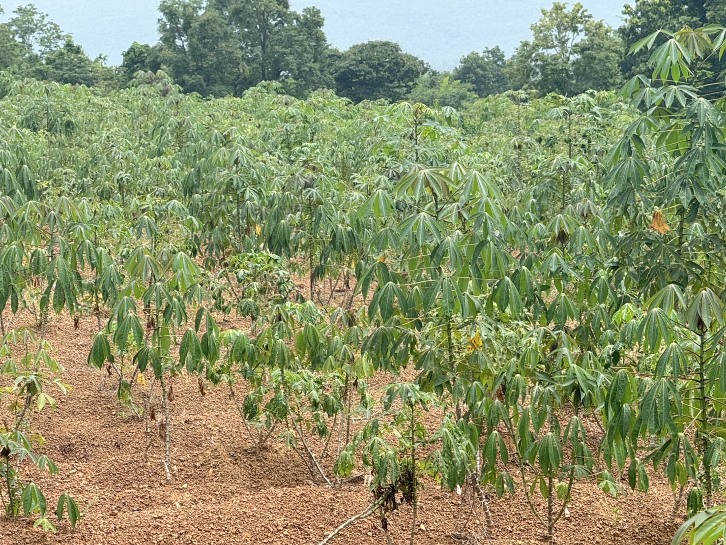 สศก. ถอดบทเรียนปัญหาพื้นที่เพาะปลูกทับซ้อน เตรียมใช้ Machine Learning หนุนการจัดทำแผนที่เกษตรกรรม 15 S 31129610 0