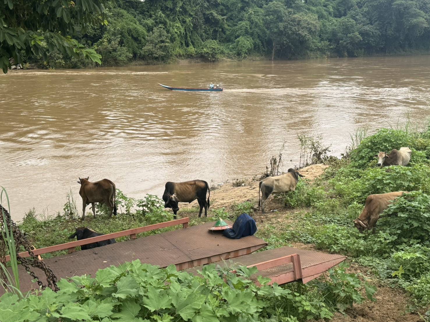 “ฉก.พญานาคราช” ตรวจยึดโคมีชีวิตเพศผู้ จำนวน 19 ตัว ริมแม่น้ำเมย จ.ตาก 4 S 48947220