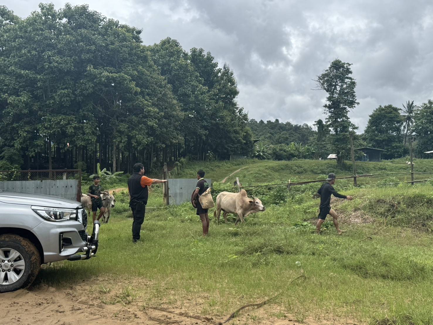 “ฉก.พญานาคราช” ตรวจยึดโคมีชีวิตเพศผู้ จำนวน 19 ตัว ริมแม่น้ำเมย จ.ตาก 5 S 48947222