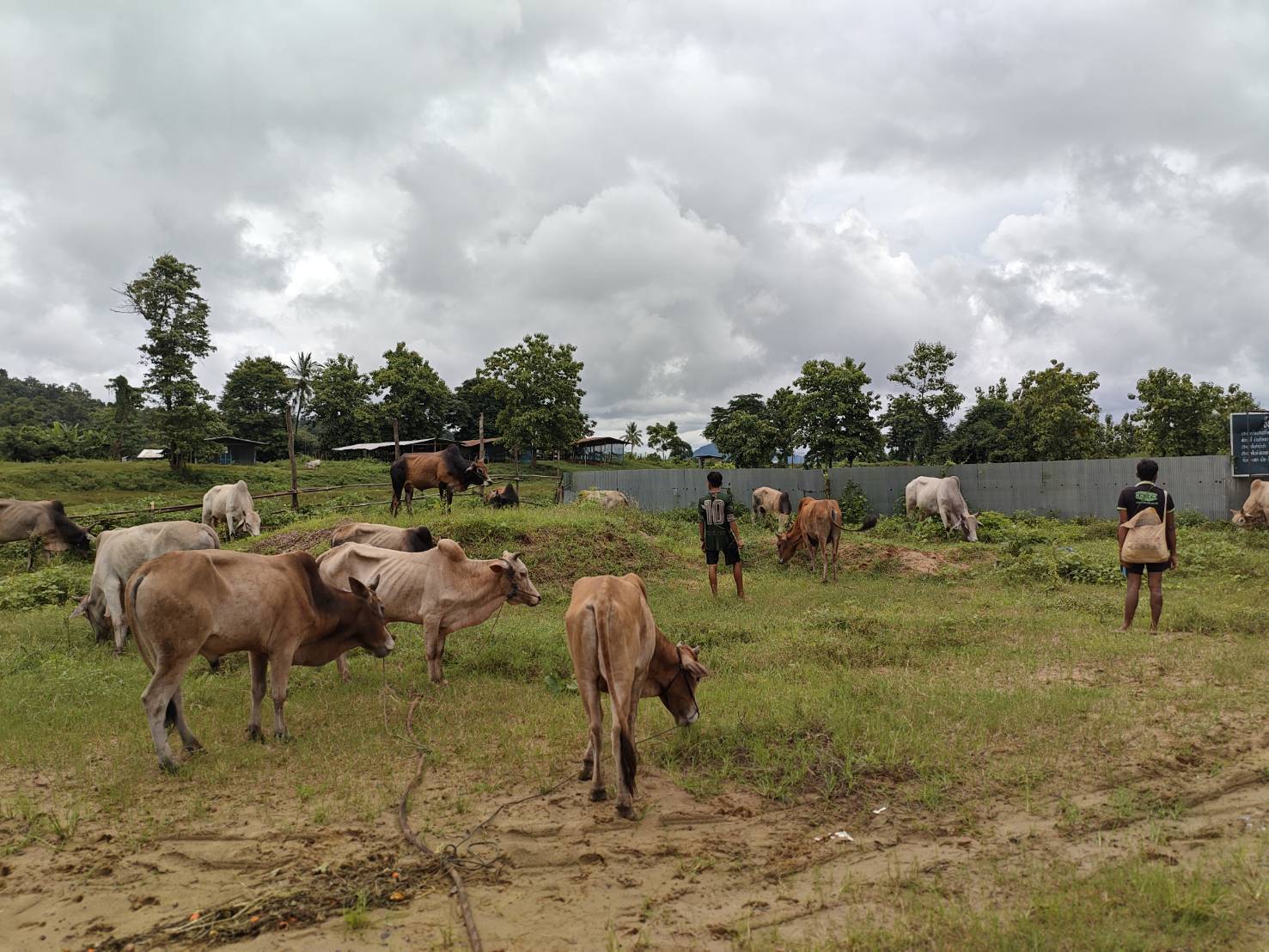 “ฉก.พญานาคราช” ตรวจยึดโคมีชีวิตเพศผู้ จำนวน 19 ตัว ริมแม่น้ำเมย จ.ตาก 6 S 48947223