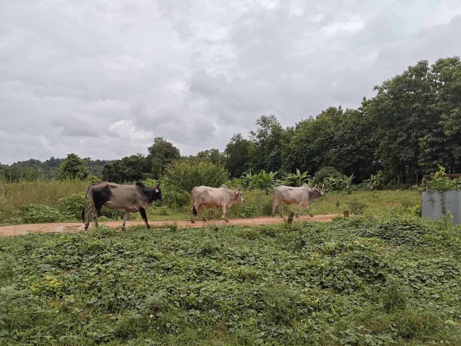 “ฉก.พญานาคราช” ตรวจยึดโคมีชีวิตเพศผู้ จำนวน 19 ตัว ริมแม่น้ำเมย จ.ตาก 7 S 48947224