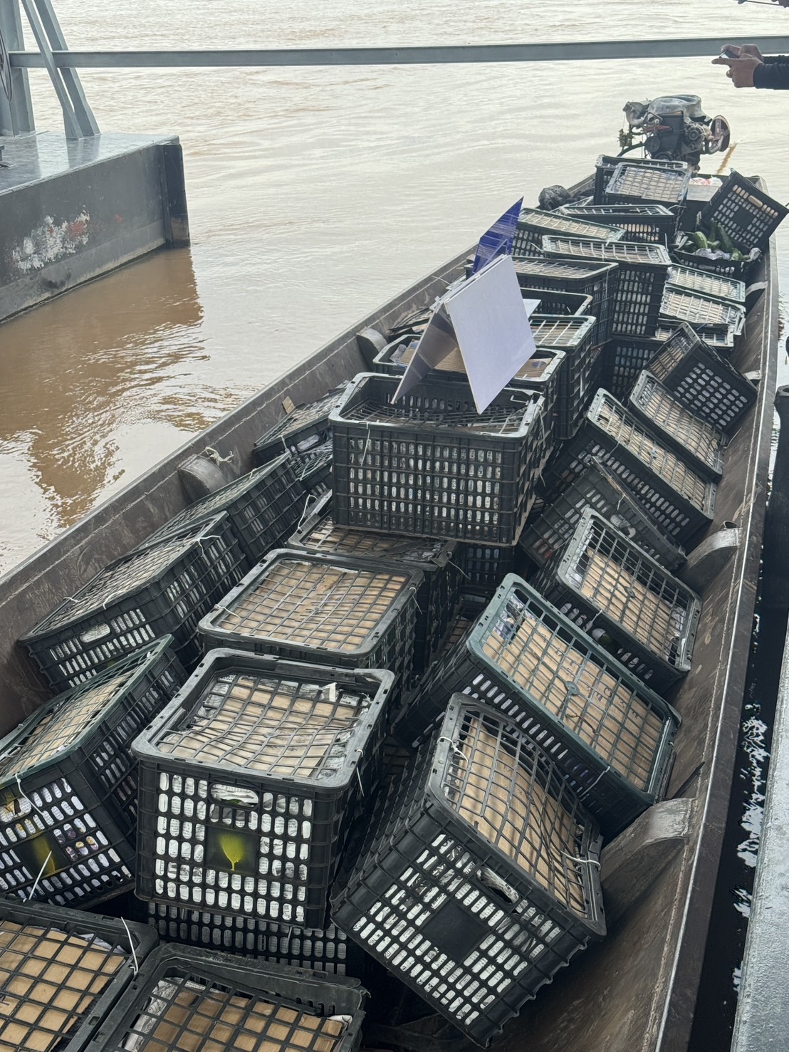 “ฉก.พญานาคราช” จับอะโวคาโดเถื่อนน้ำหนัก 1,750 กิโลกรัม จังหวัดมุกดาหาร 8 S 49029134