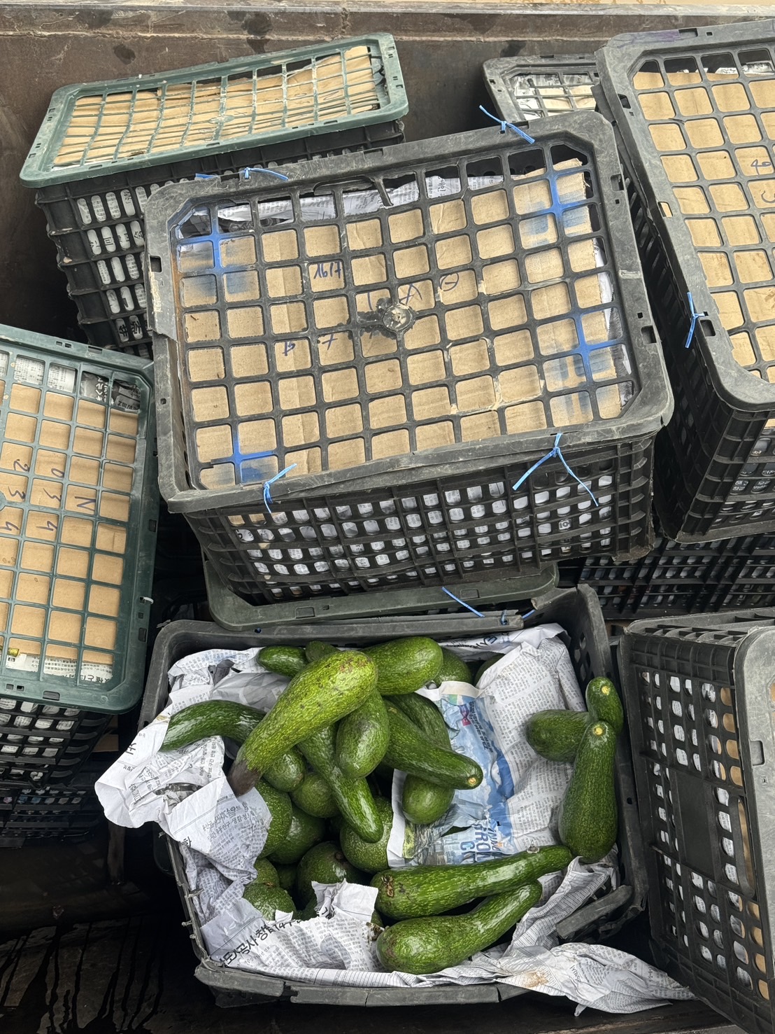 “ฉก.พญานาคราช” จับอะโวคาโดเถื่อนน้ำหนัก 1,750 กิโลกรัม จังหวัดมุกดาหาร 9 S 49029135