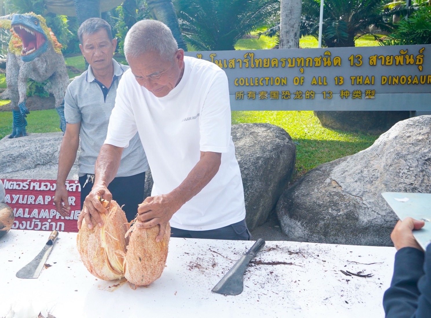 จากเกาะเซเชลส์สู่พัทยา สวนนงนุชฯ สร้างความสำเร็จระดับโลก ปลอก “มะพร้าวทะเล” หายาก 9 ลูก พบเมล็ดแฝดรวม 10 เมล็ด มูลค่าทะลุล้านบาท สะท้อนภารกิจอนุรักษ์พันธุ์พืชหายากของไทยสู่เวทีโลก 5 S 6219177