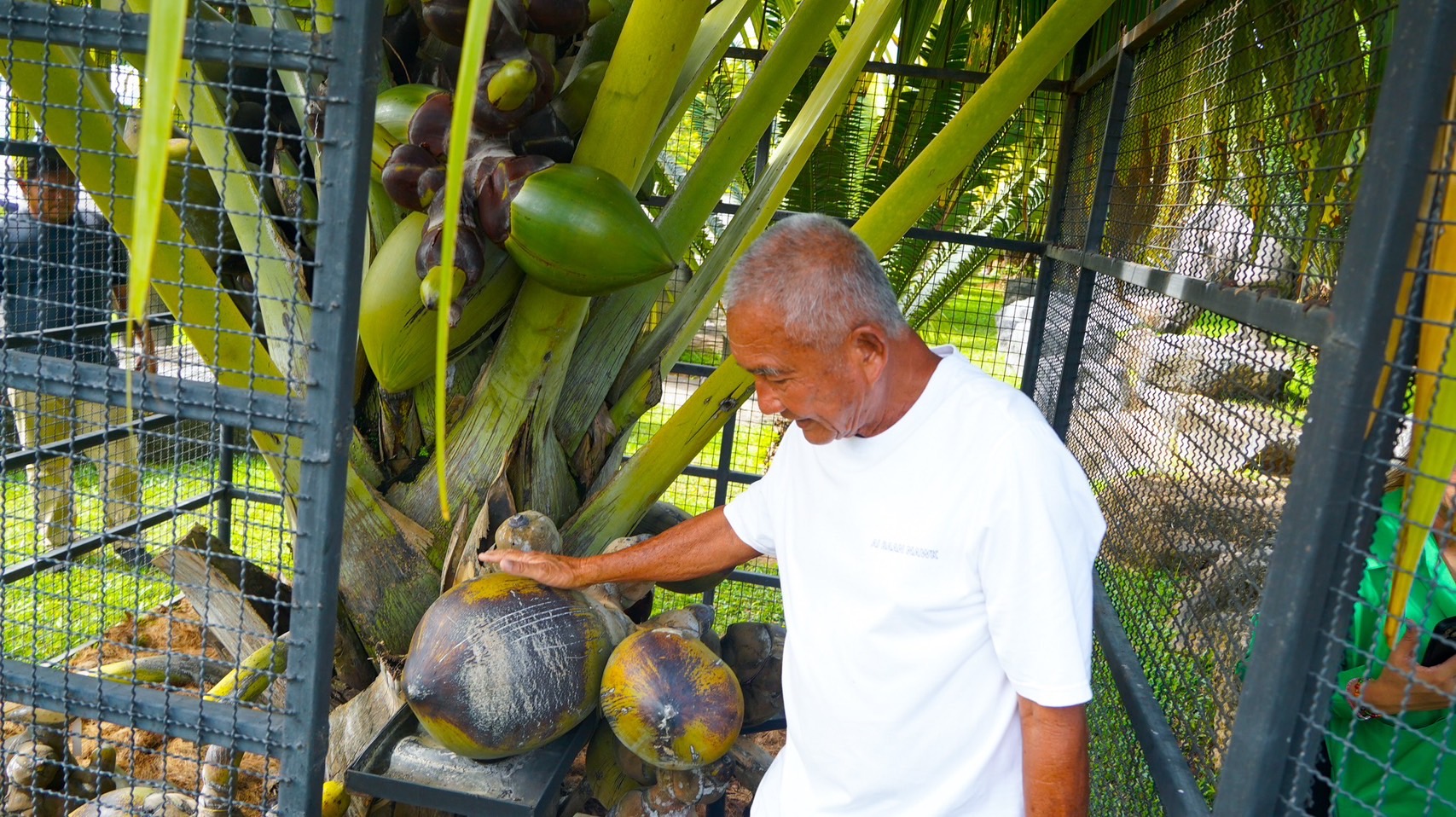 จากเกาะเซเชลส์สู่พัทยา สวนนงนุชฯ สร้างความสำเร็จระดับโลก ปลอก “มะพร้าวทะเล” หายาก 9 ลูก พบเมล็ดแฝดรวม 10 เมล็ด มูลค่าทะลุล้านบาท สะท้อนภารกิจอนุรักษ์พันธุ์พืชหายากของไทยสู่เวทีโลก 6 S 6219187