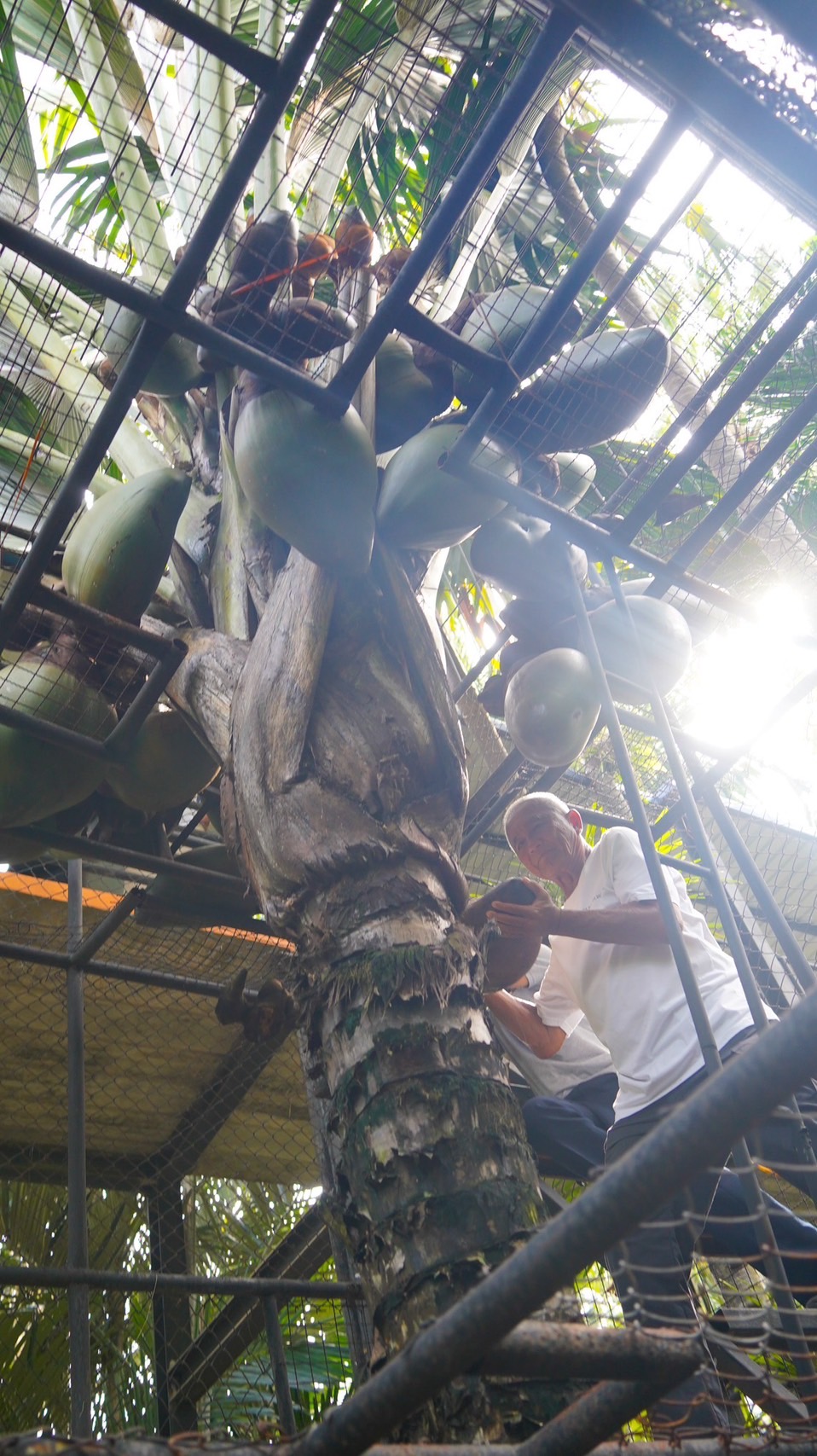 จากเกาะเซเชลส์สู่พัทยา สวนนงนุชฯ สร้างความสำเร็จระดับโลก ปลอก “มะพร้าวทะเล” หายาก 9 ลูก พบเมล็ดแฝดรวม 10 เมล็ด มูลค่าทะลุล้านบาท สะท้อนภารกิจอนุรักษ์พันธุ์พืชหายากของไทยสู่เวทีโลก 9 S 6219227