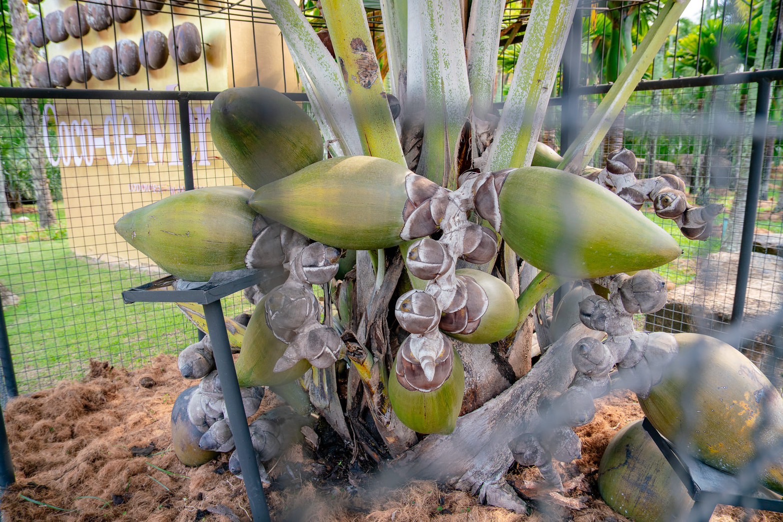 จากเกาะเซเชลส์สู่พัทยา สวนนงนุชฯ สร้างความสำเร็จระดับโลก ปลอก “มะพร้าวทะเล” หายาก 9 ลูก พบเมล็ดแฝดรวม 10 เมล็ด มูลค่าทะลุล้านบาท สะท้อนภารกิจอนุรักษ์พันธุ์พืชหายากของไทยสู่เวทีโลก 10 S 6219250