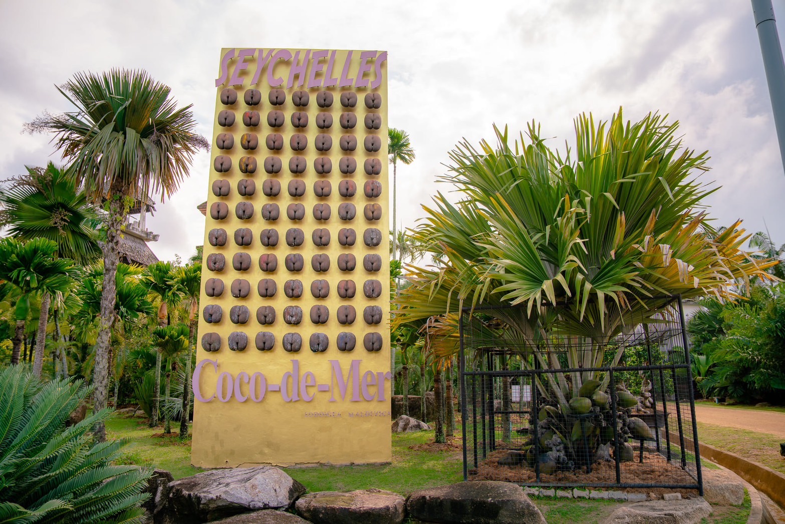 จากเกาะเซเชลส์สู่พัทยา สวนนงนุชฯ สร้างความสำเร็จระดับโลก ปลอก “มะพร้าวทะเล” หายาก 9 ลูก พบเมล็ดแฝดรวม 10 เมล็ด มูลค่าทะลุล้านบาท สะท้อนภารกิจอนุรักษ์พันธุ์พืชหายากของไทยสู่เวทีโลก 11 S 6219253