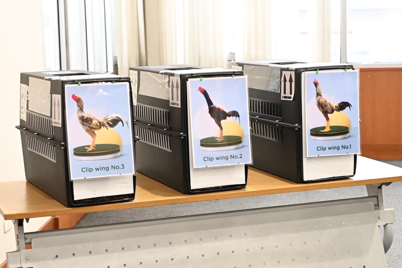 รมว.เกษตรฯ ดันส่งออกล็อตแรก ไก่พื้นเมืองมีชีวิต (AYAM Bangkok) ไปอินโดนีเซีย 20 S 7110853