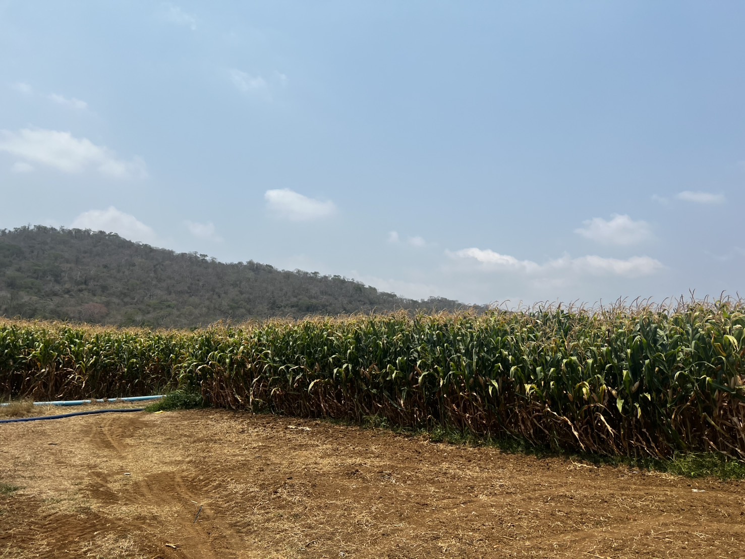 แปลงใหญ่ข้าวโพดเลี้ยงสัตว์ตำบลหินซ้อน จ.สระบุรี ดึงเทคโนโลยีและนวัตกรรม เพิ่มประสิทธิภาพ ผลผลิตต่อไร่สูง 3 S 7471139 0