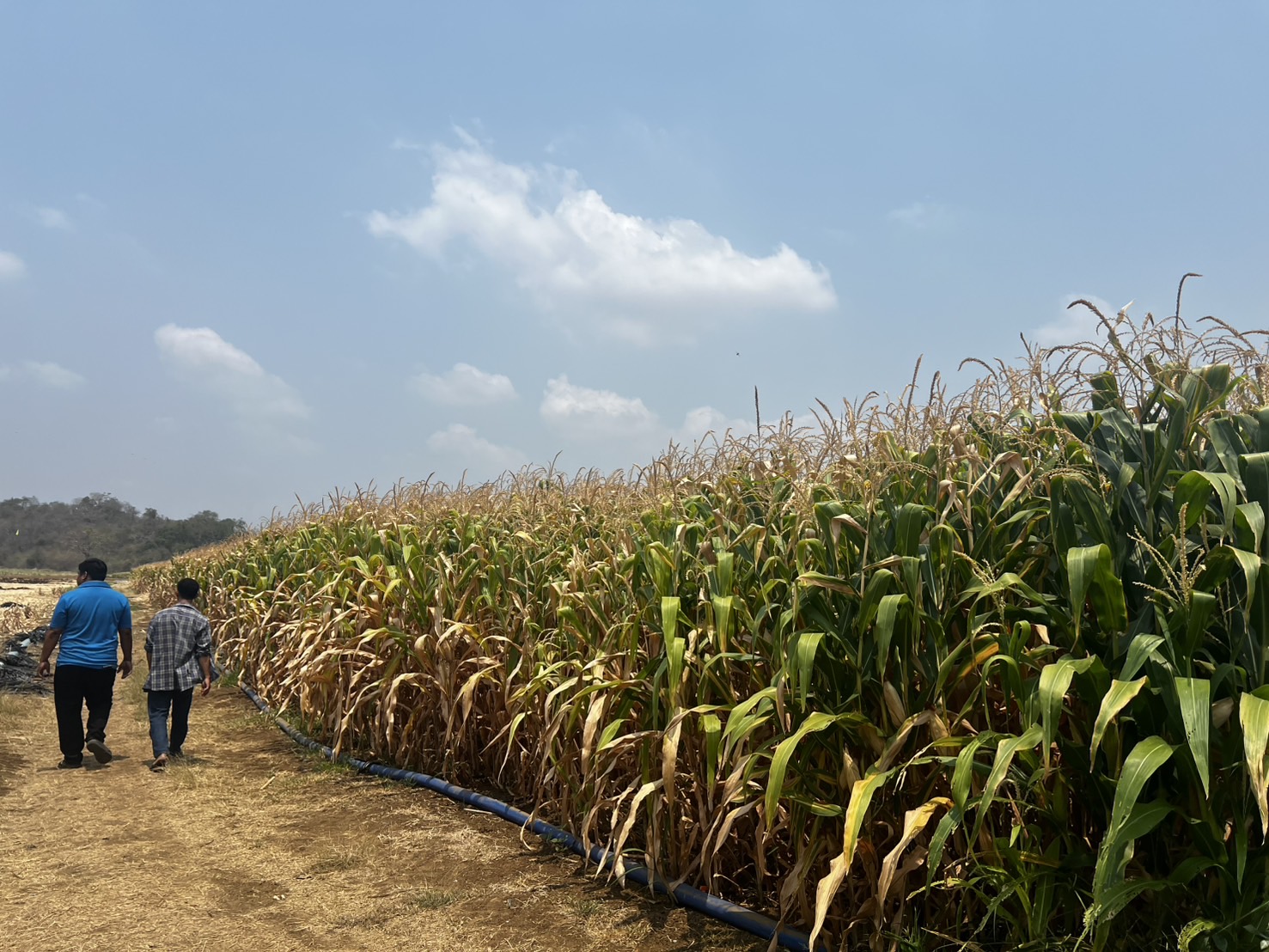 แปลงใหญ่ข้าวโพดเลี้ยงสัตว์ตำบลหินซ้อน จ.สระบุรี ดึงเทคโนโลยีและนวัตกรรม เพิ่มประสิทธิภาพ ผลผลิตต่อไร่สูง 5 S 7471140 0