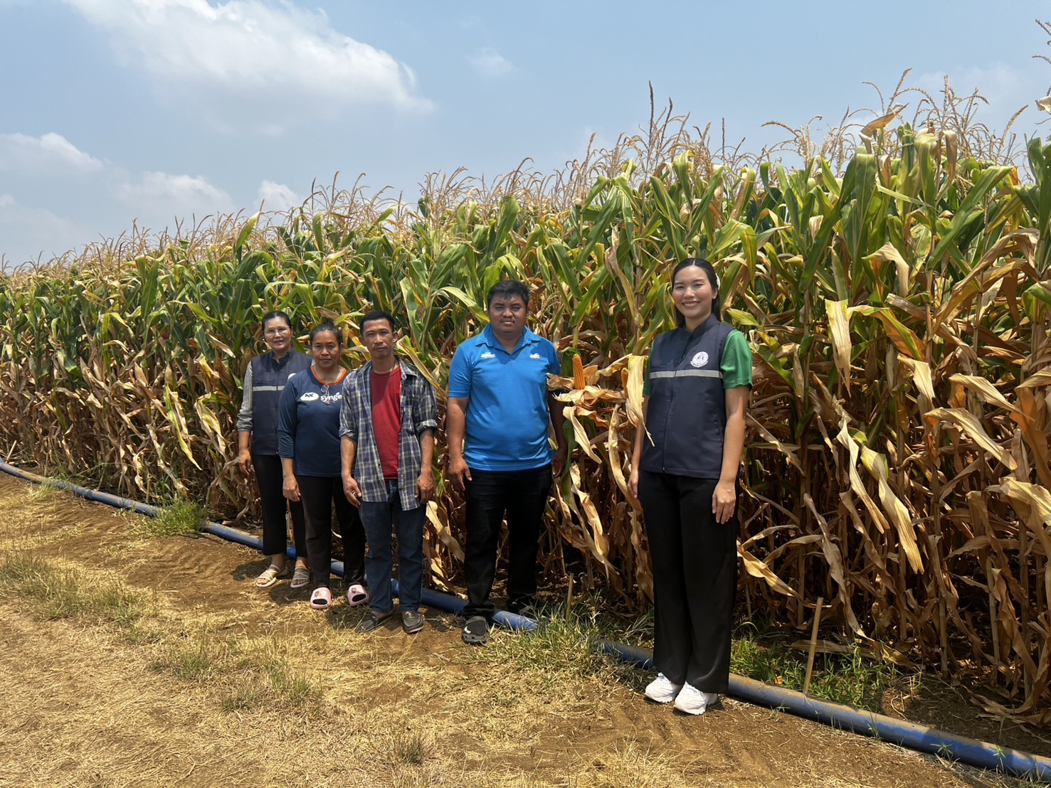 แปลงใหญ่ข้าวโพดเลี้ยงสัตว์ตำบลหินซ้อน จ.สระบุรี ดึงเทคโนโลยีและนวัตกรรม เพิ่มประสิทธิภาพ ผลผลิตต่อไร่สูง 6 S 7471142 0