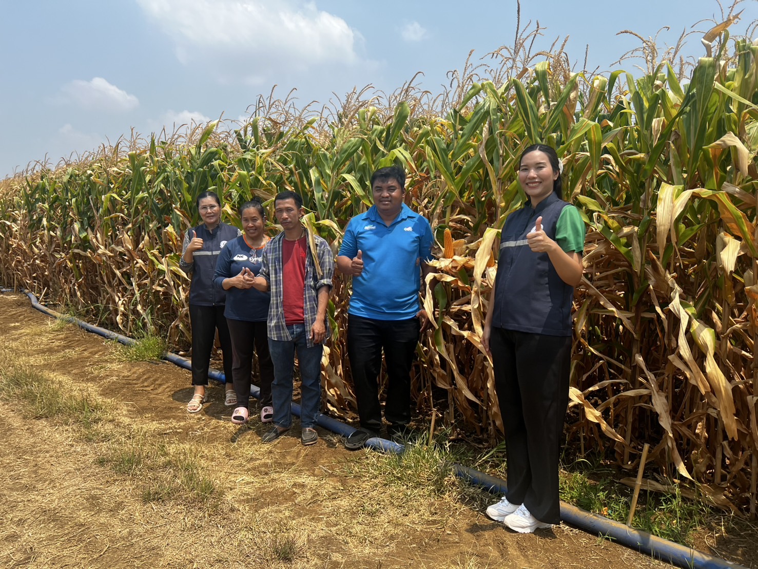 แปลงใหญ่ข้าวโพดเลี้ยงสัตว์ตำบลหินซ้อน จ.สระบุรี ดึงเทคโนโลยีและนวัตกรรม เพิ่มประสิทธิภาพ ผลผลิตต่อไร่สูง 10 S 7471143 0