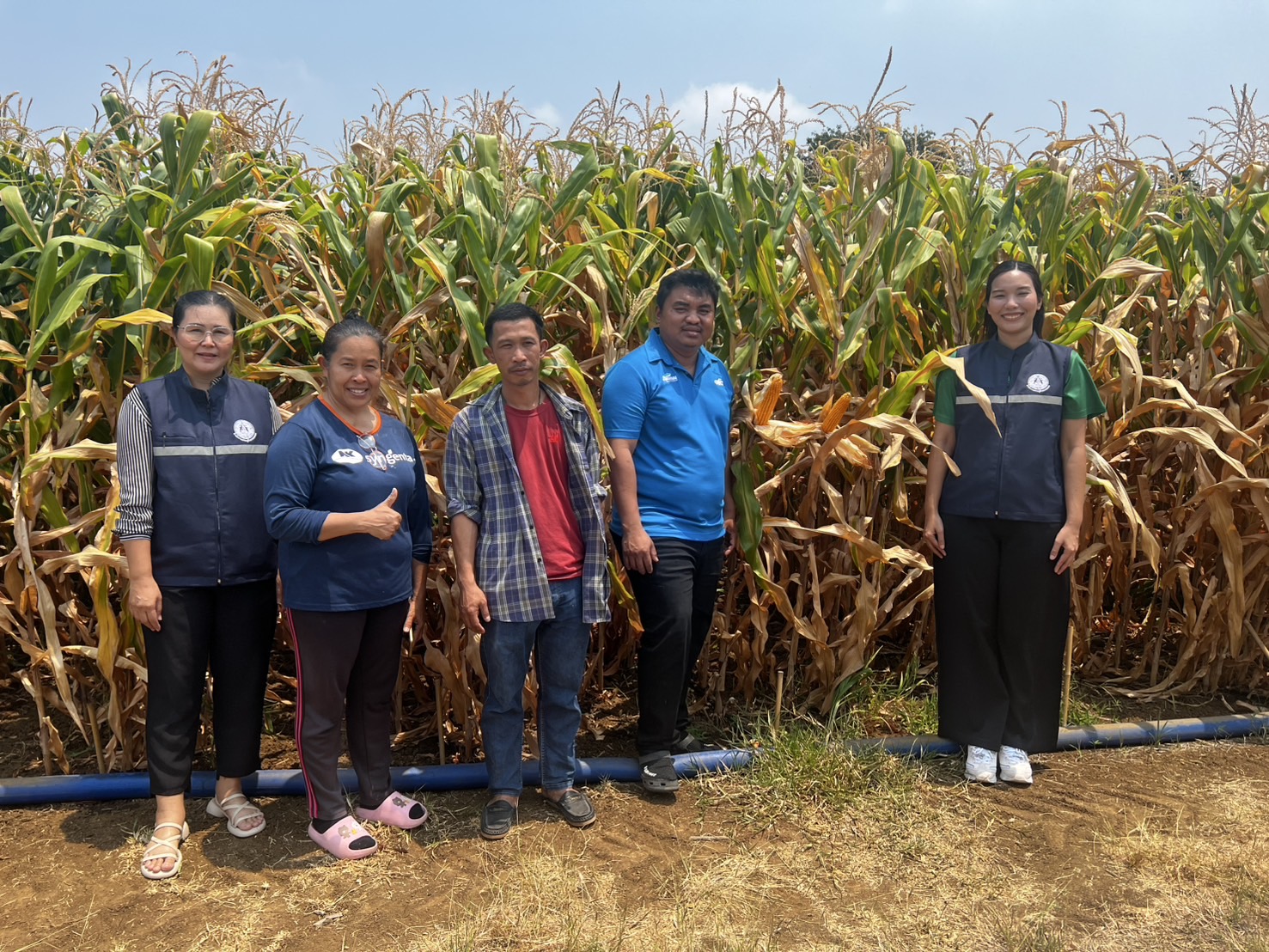 แปลงใหญ่ข้าวโพดเลี้ยงสัตว์ตำบลหินซ้อน จ.สระบุรี ดึงเทคโนโลยีและนวัตกรรม เพิ่มประสิทธิภาพ ผลผลิตต่อไร่สูง 8 S 7471144 0