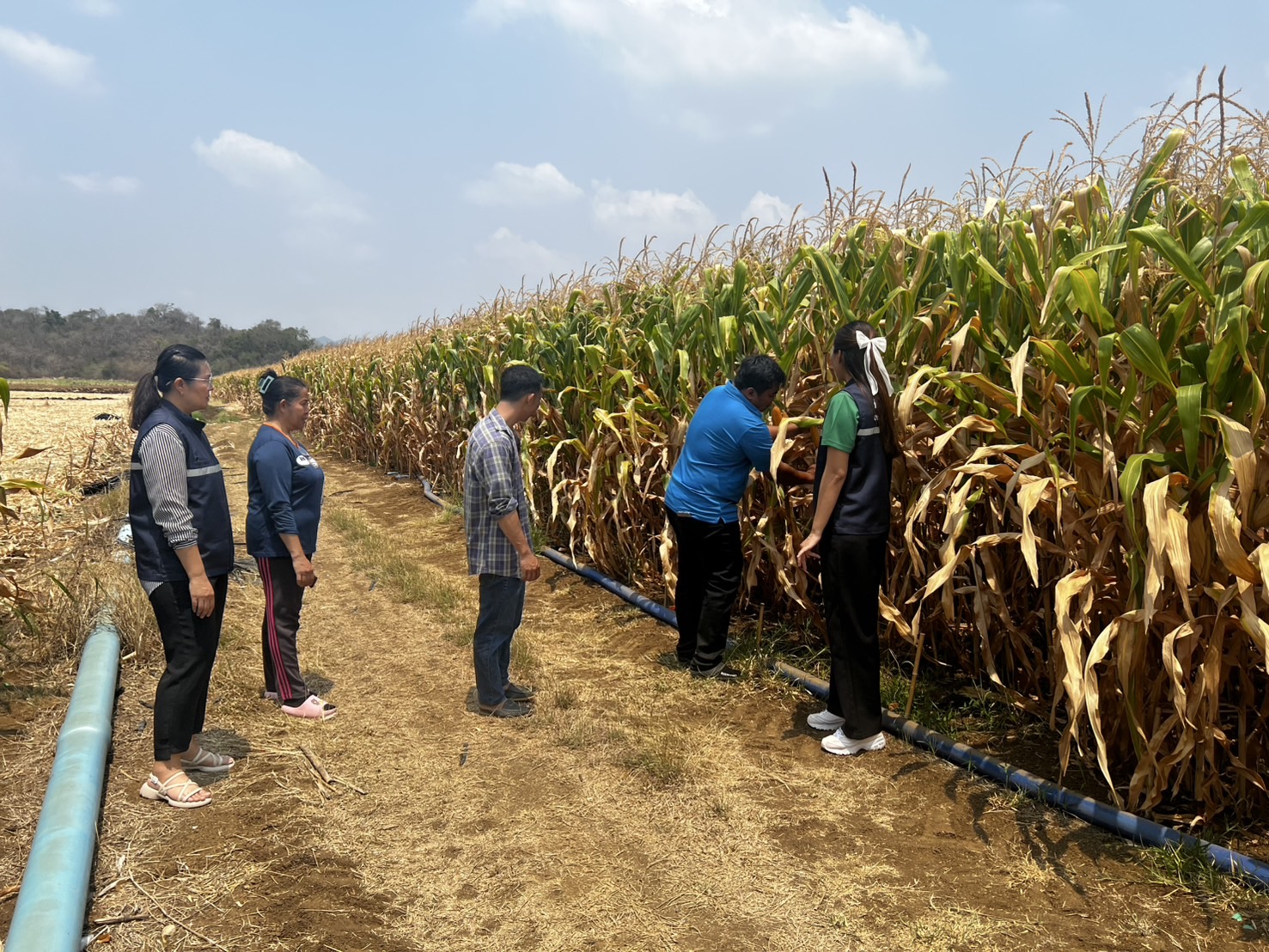 แปลงใหญ่ข้าวโพดเลี้ยงสัตว์ตำบลหินซ้อน จ.สระบุรี ดึงเทคโนโลยีและนวัตกรรม เพิ่มประสิทธิภาพ ผลผลิตต่อไร่สูง 9 S 7471145 0