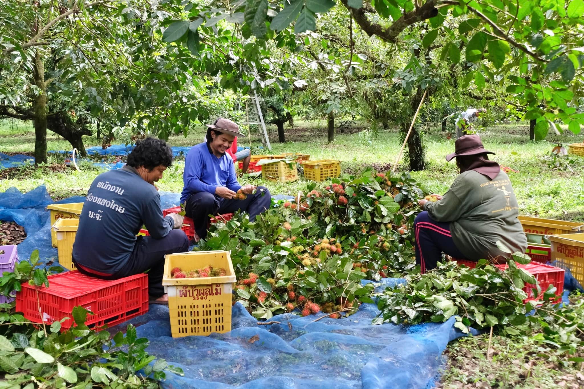 กรมส่งเสริมสหกรณ์ วางมาตรการรับมือผลผลิตผลไม้ปี 2568 พร้อมสนับสนุนรวบรวมและกระจายผลผลิตผ่านสหกรณ์ เพิ่มช่องทางการตลาดทั้งในและต่างประเทศ ขับเคลื่อนเศรษฐกิจฐานรากอย่างยั่งยืน 13 S 93765762