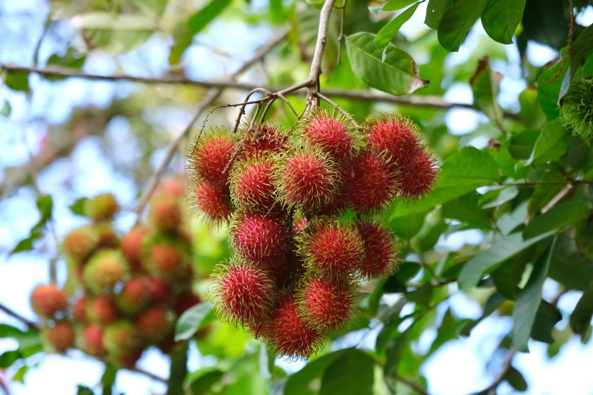 กรมส่งเสริมสหกรณ์ วางมาตรการรับมือผลผลิตผลไม้ปี 2568 พร้อมสนับสนุนรวบรวมและกระจายผลผลิตผ่านสหกรณ์ เพิ่มช่องทางการตลาดทั้งในและต่างประเทศ ขับเคลื่อนเศรษฐกิจฐานรากอย่างยั่งยืน 14 S 93765766