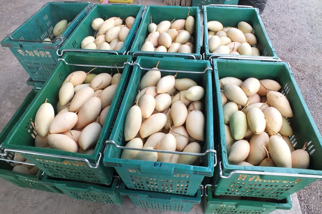 กรมส่งเสริมสหกรณ์ วางมาตรการรับมือผลผลิตผลไม้ปี 2568 พร้อมสนับสนุนรวบรวมและกระจายผลผลิตผ่านสหกรณ์ เพิ่มช่องทางการตลาดทั้งในและต่างประเทศ ขับเคลื่อนเศรษฐกิจฐานรากอย่างยั่งยืน 15 S 93765769