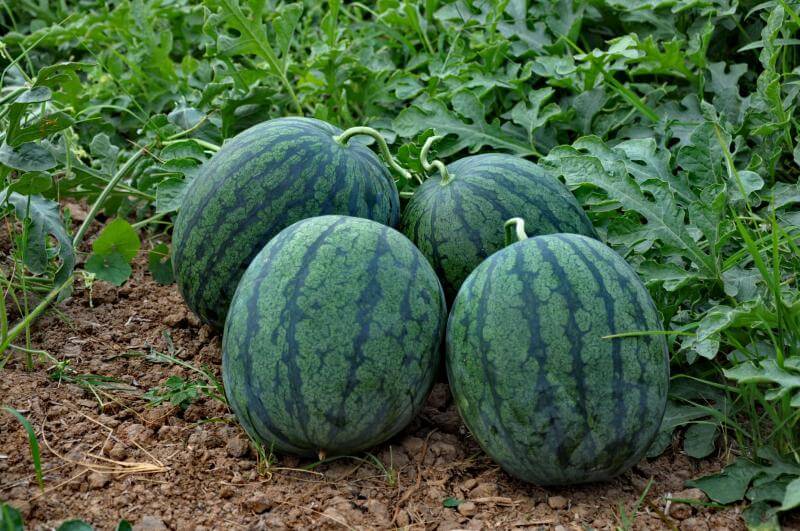 กรมส่งเสริมสหกรณ์ วางมาตรการรับมือผลผลิตผลไม้ปี 2568 พร้อมสนับสนุนรวบรวมและกระจายผลผลิตผ่านสหกรณ์ เพิ่มช่องทางการตลาดทั้งในและต่างประเทศ ขับเคลื่อนเศรษฐกิจฐานรากอย่างยั่งยืน 18 S 93765781